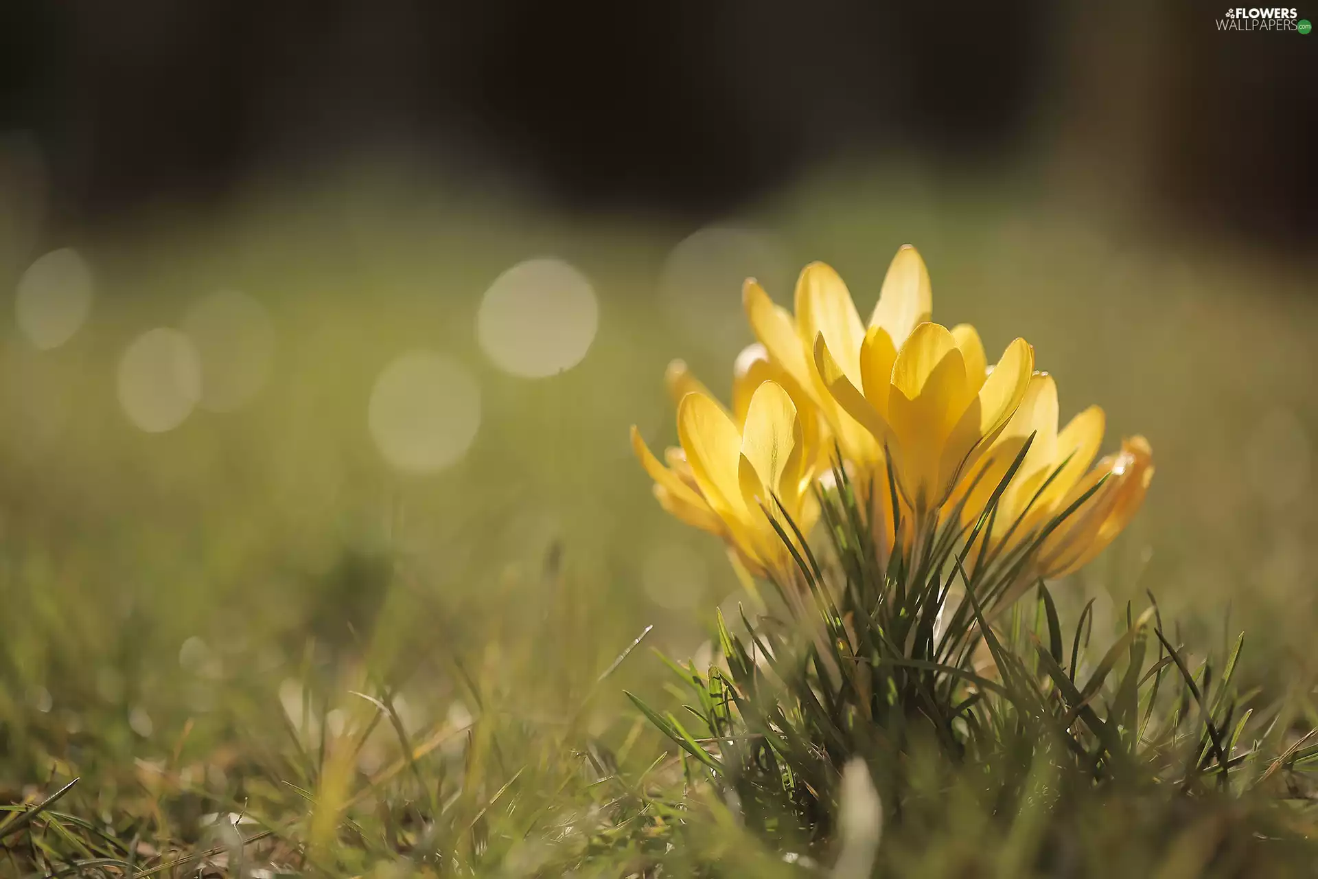 Yellow, crocuses, cluster, Flowers