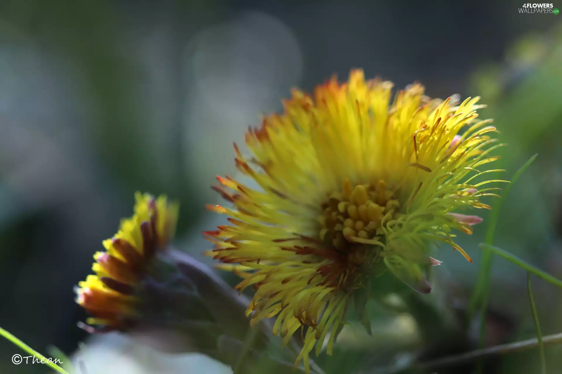 Common Coltsfoot, Colourfull Flowers, Spring, Yellow