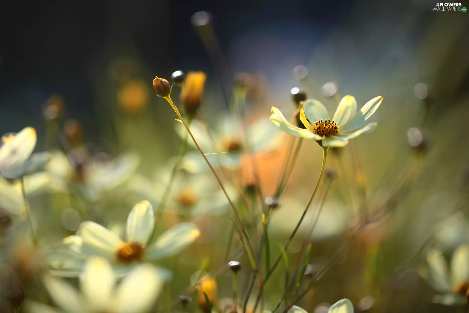 Coreopsis Verticillata, Colourfull Flowers, rapprochement, Yellow