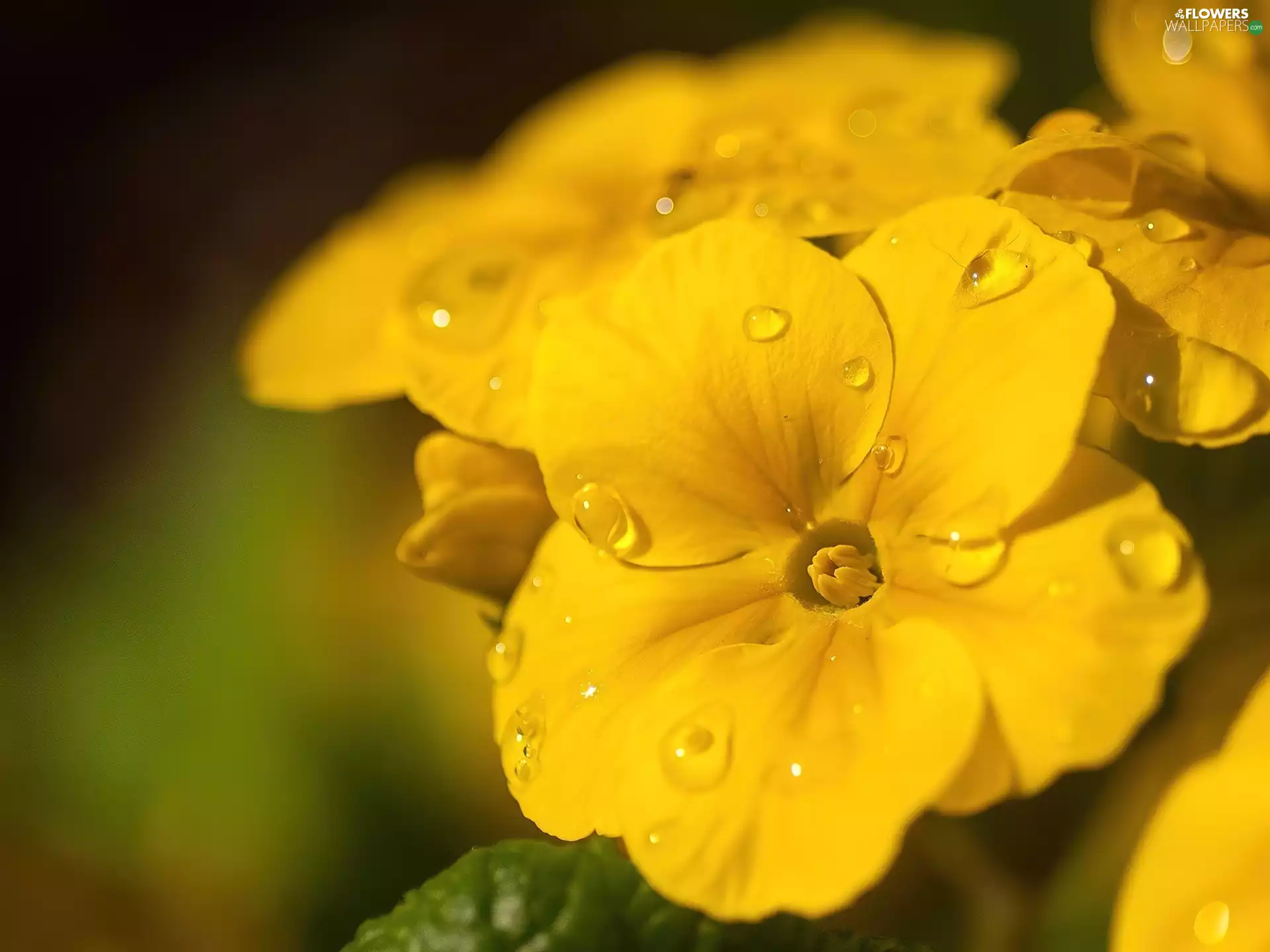 droplets, water, Colourfull Flowers, primrose, Yellow