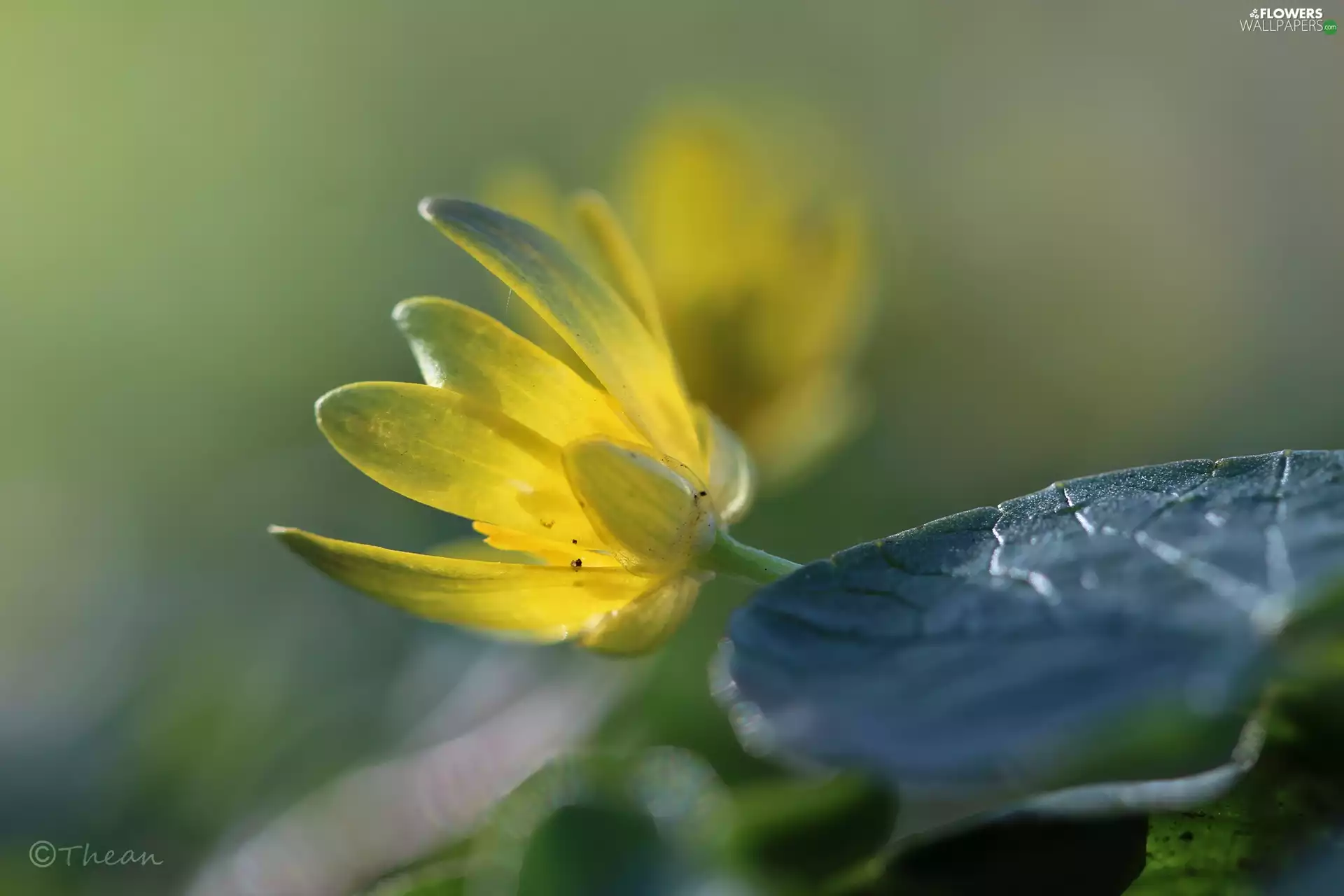 fig buttercup, Colourfull Flowers, Spring, Yellow
