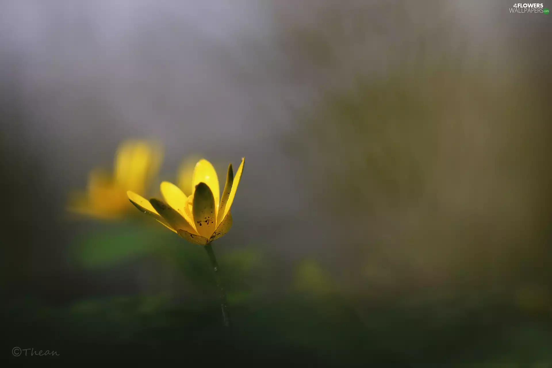 fig buttercup, Colourfull Flowers, Spring, Yellow
