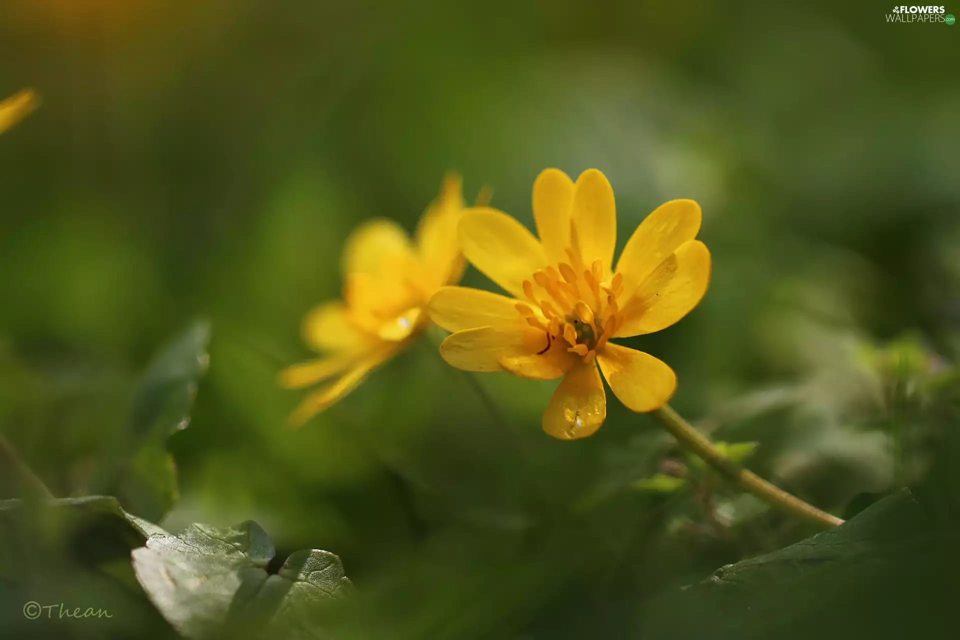 fig buttercup, Colourfull Flowers, Spring, Yellow