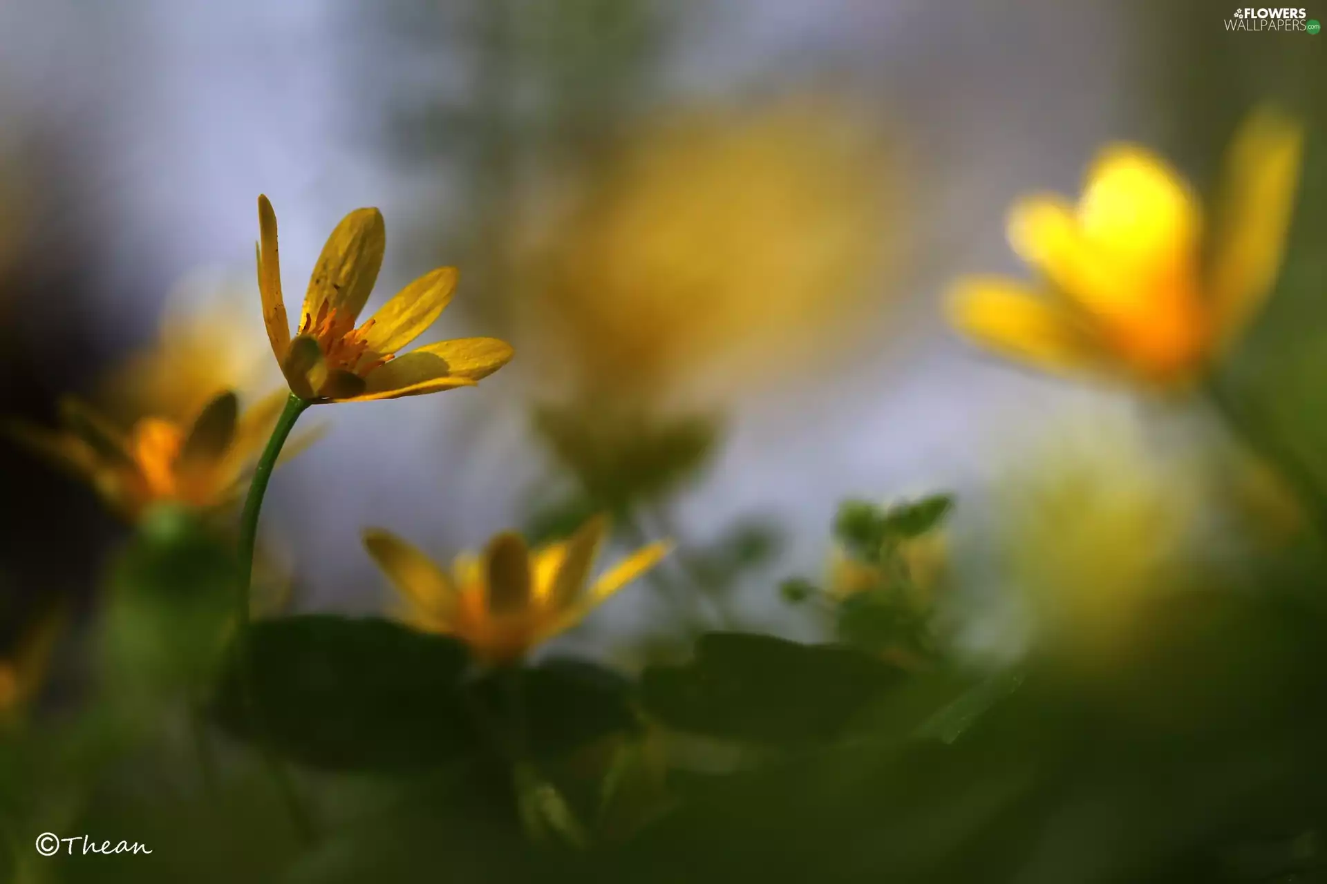 fig buttercup, Colourfull Flowers, Spring, Yellow
