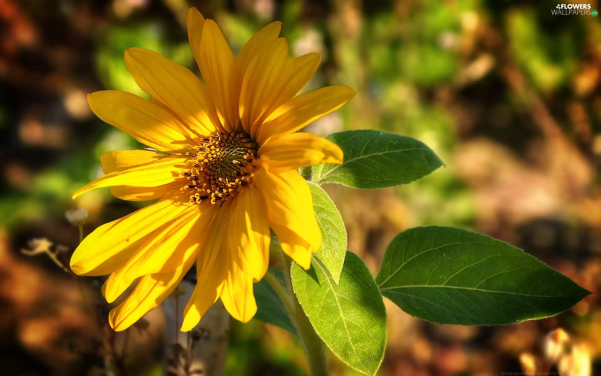 Yellow, Sunflower, Colourfull Flowers