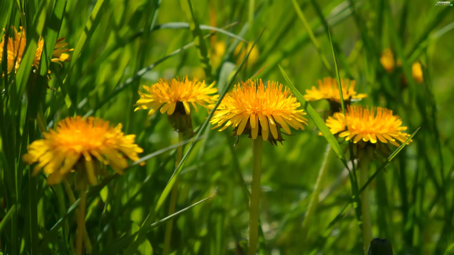 Yellow, dandelion, common, Flowers