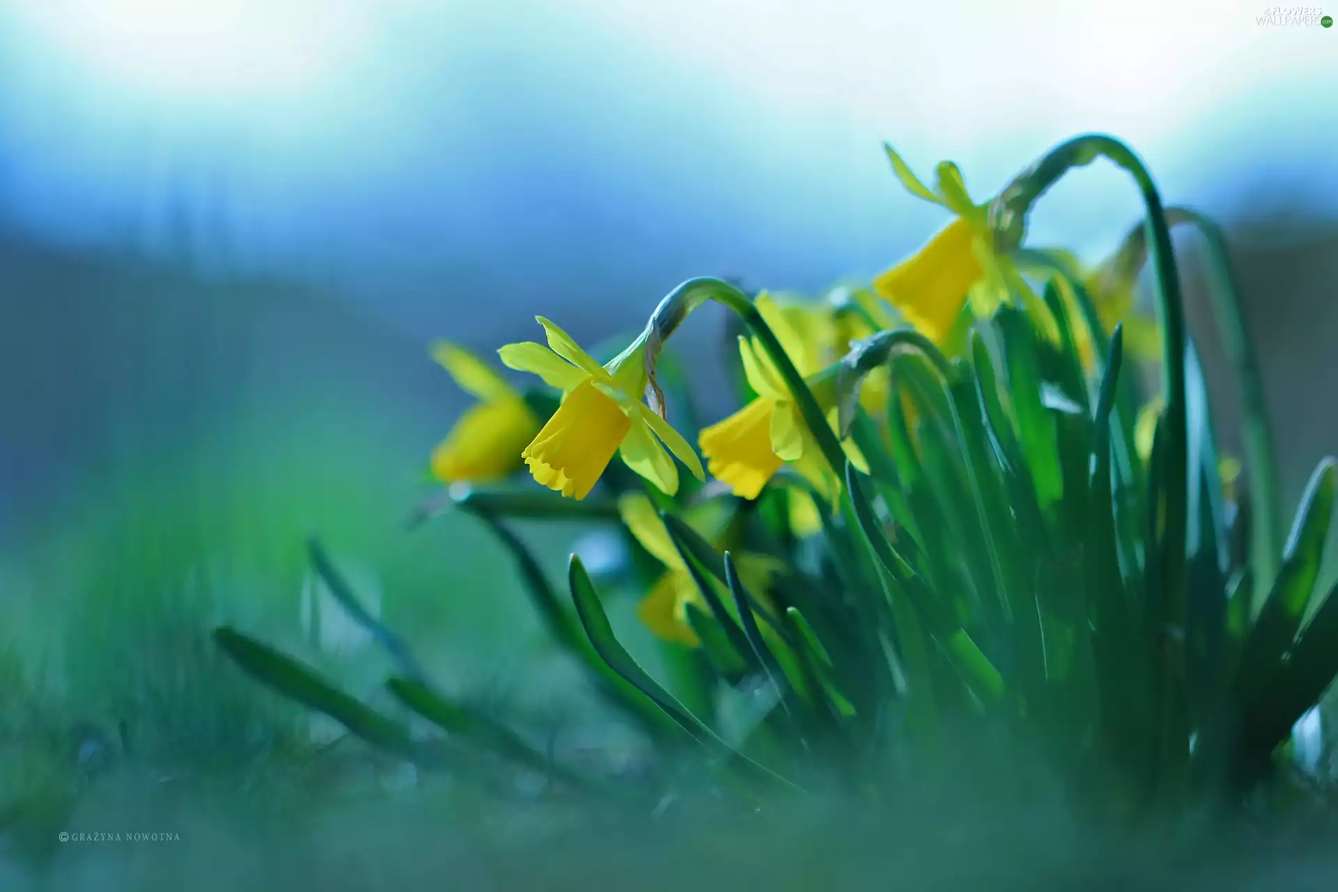 Flowers, Daffodils, Yellow