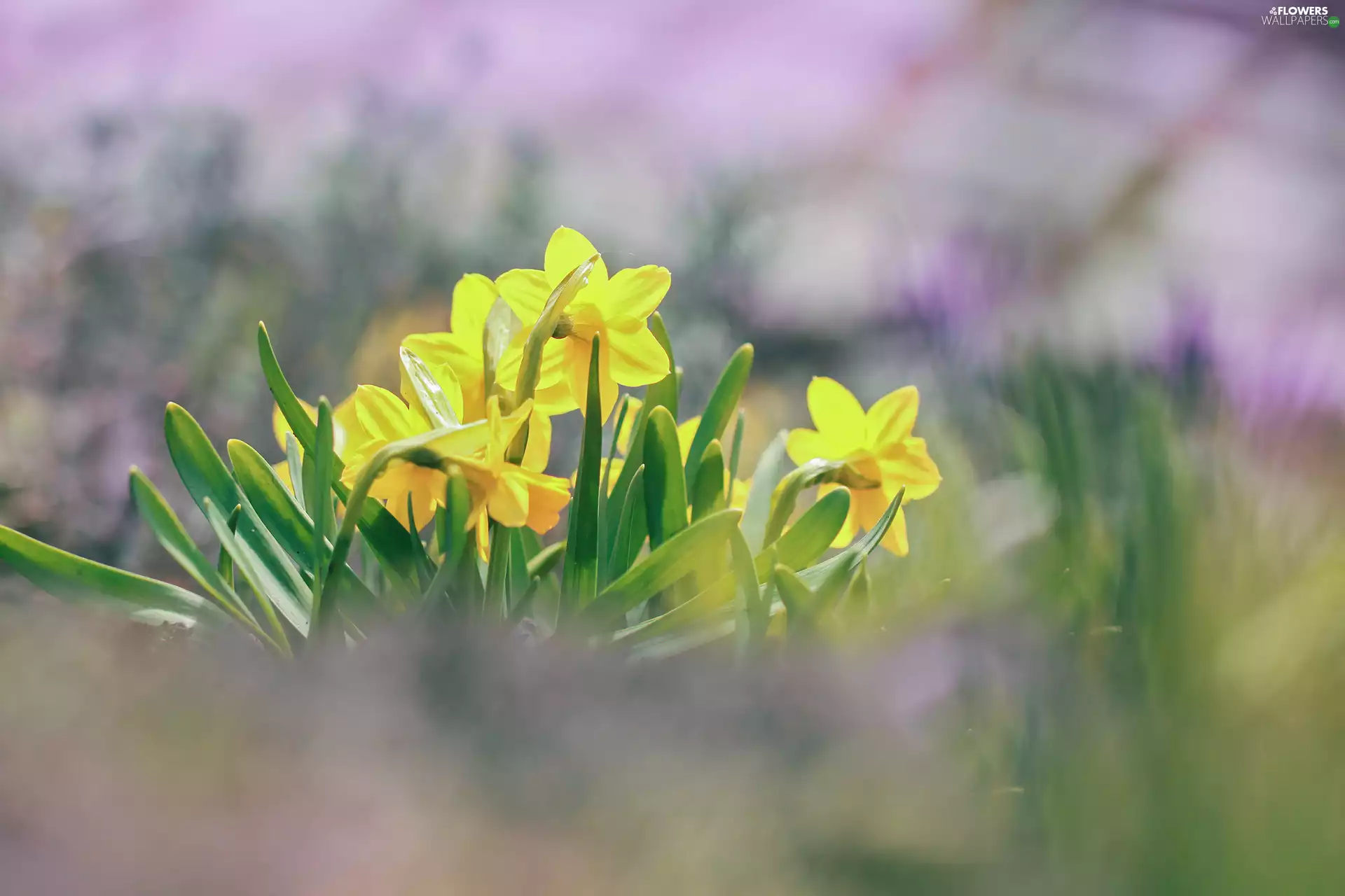 Flowers, Daffodils, Yellow