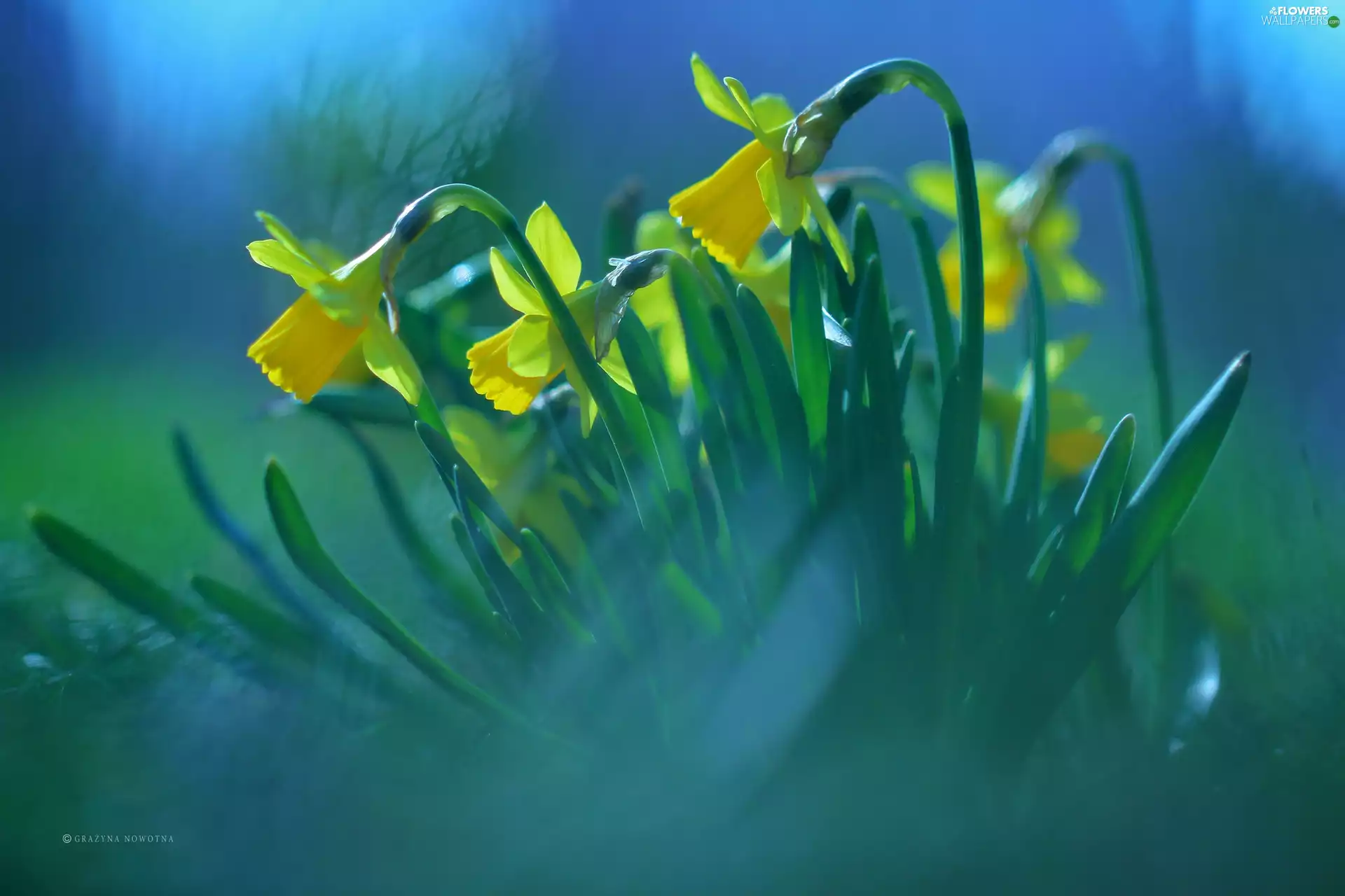 Flowers, Daffodils, Yellow