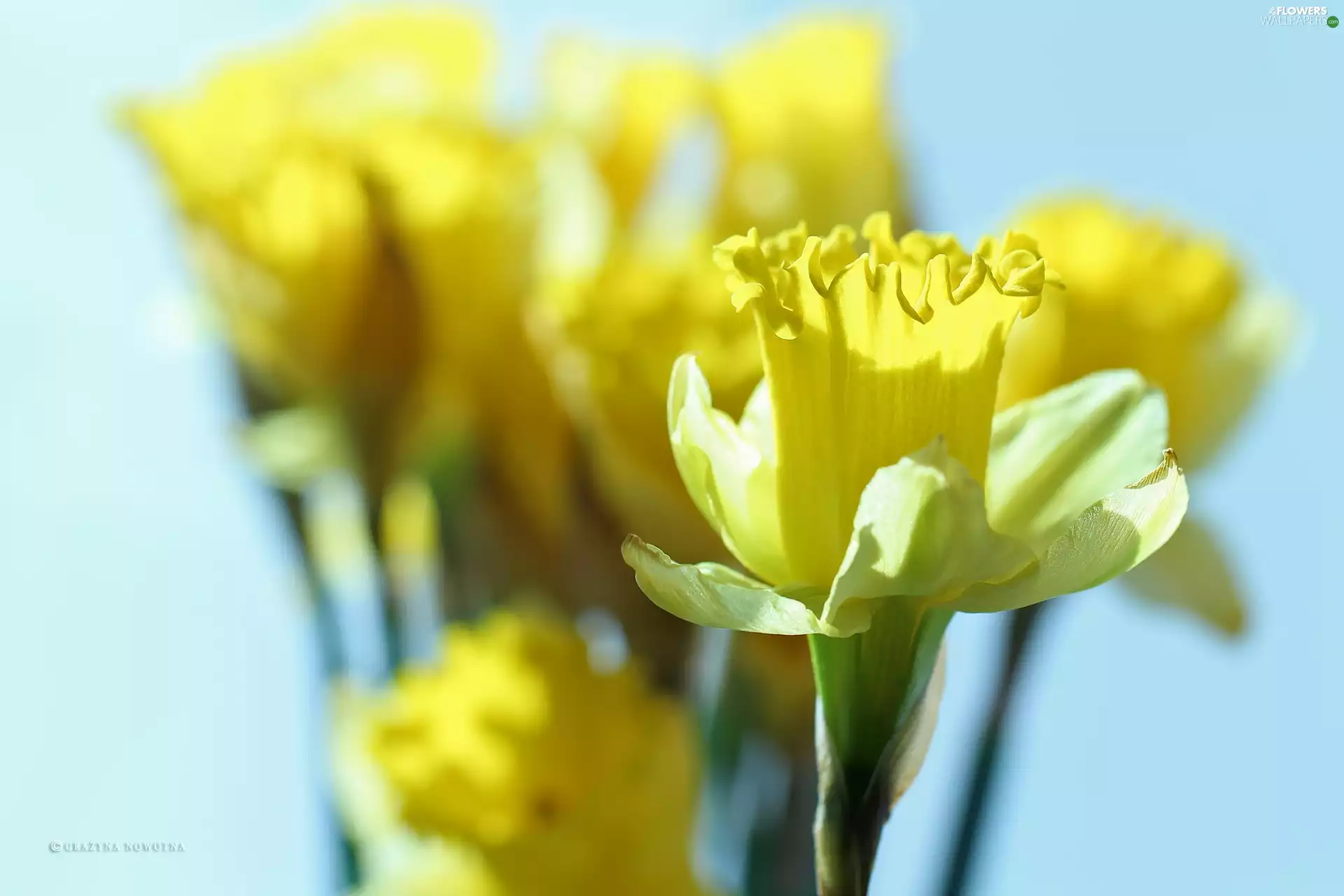 Flowers, Daffodils, Yellow