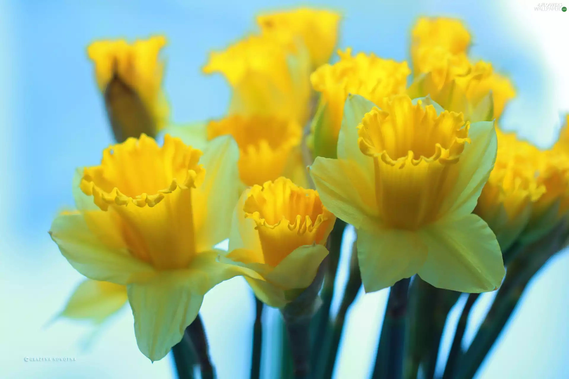 Flowers, Daffodils, Yellow