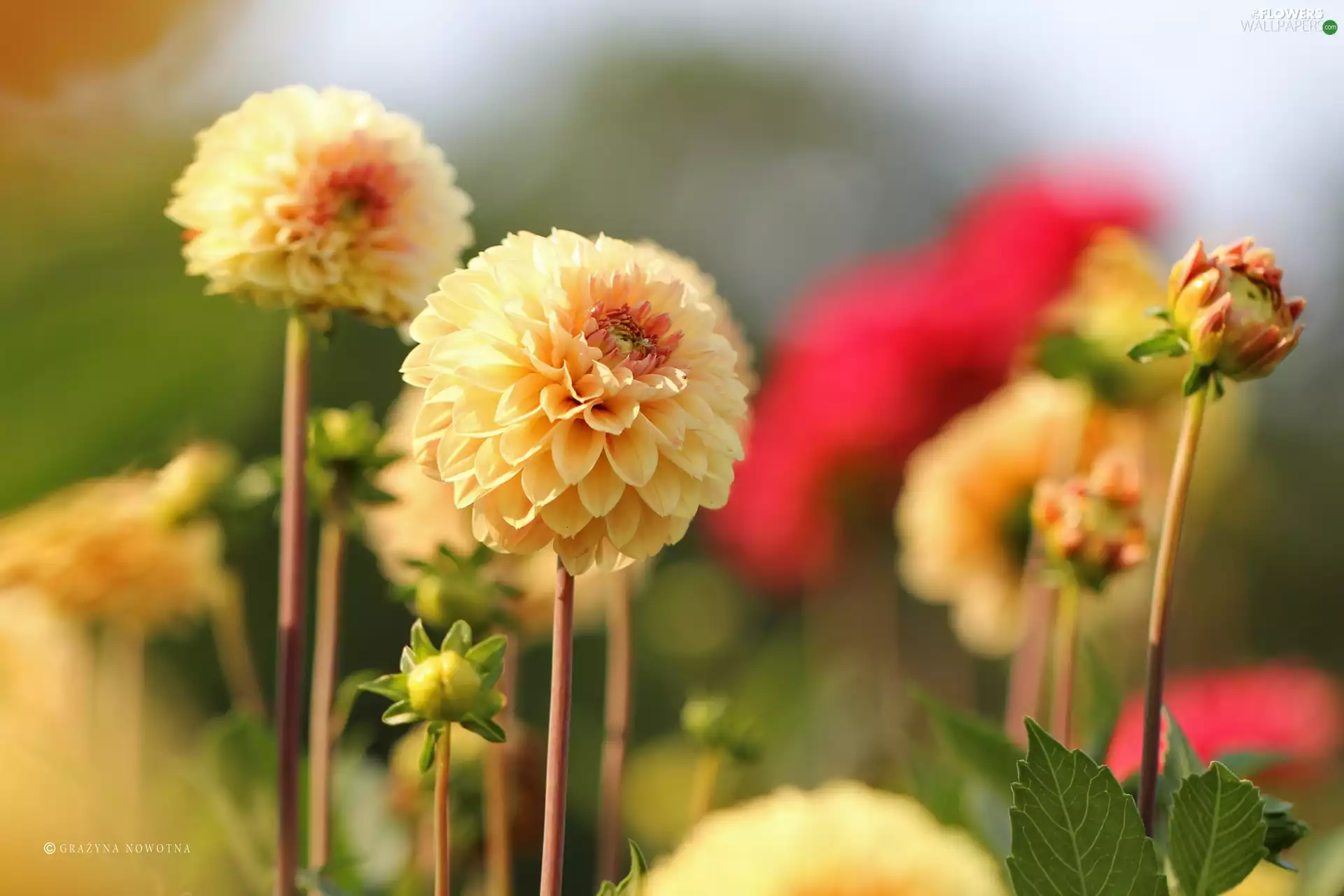 Flowers, dahlias, Yellow