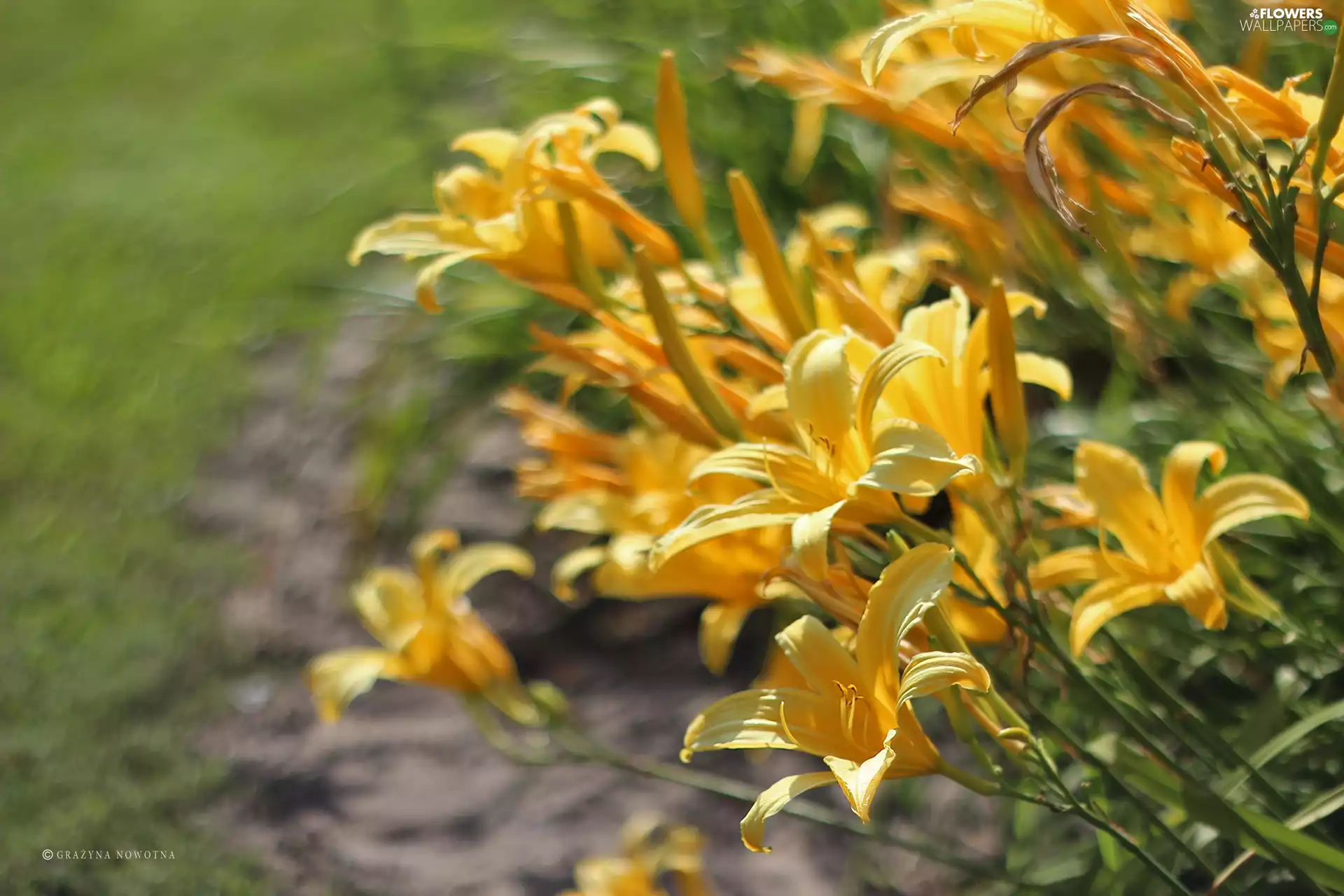Flowers, Daylilies, Yellow
