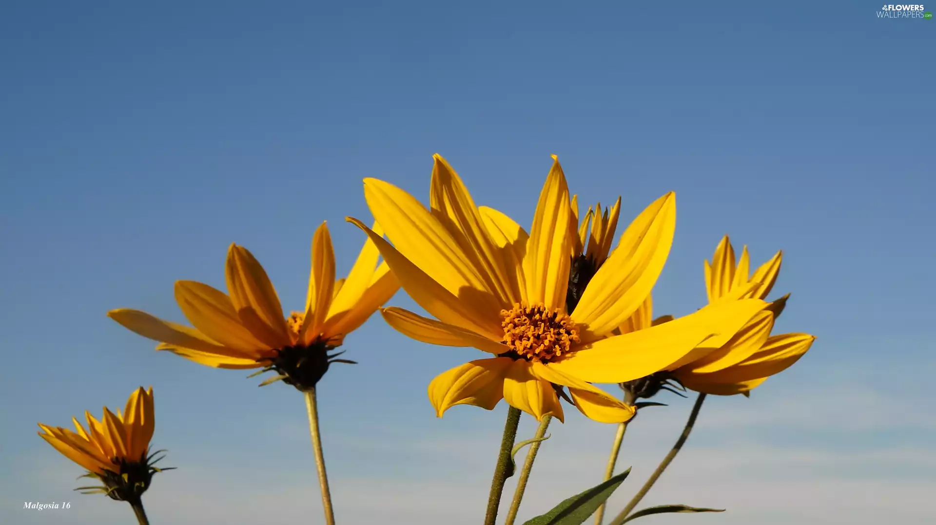 Yellow, Sunflower, decorated, Flowers