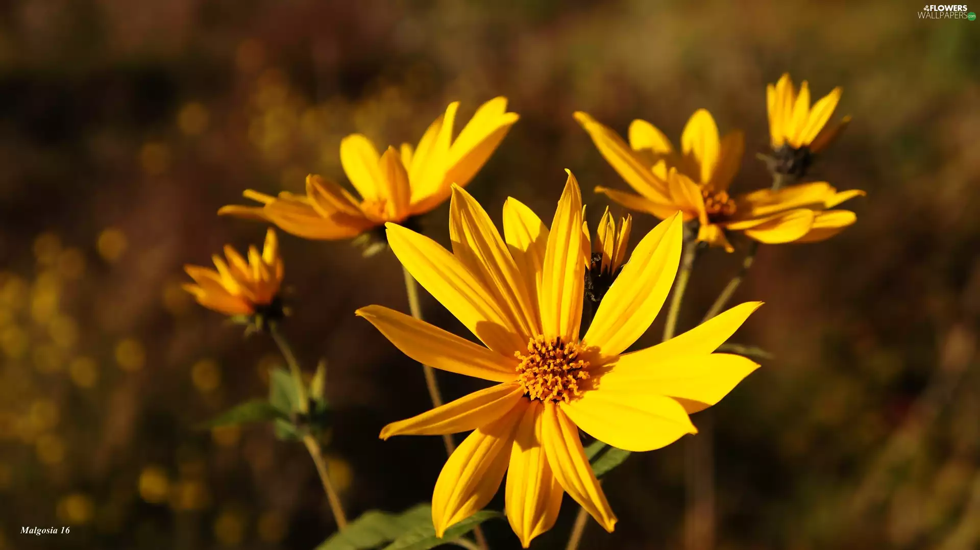 Yellow, Sunflower, decorated, Flowers