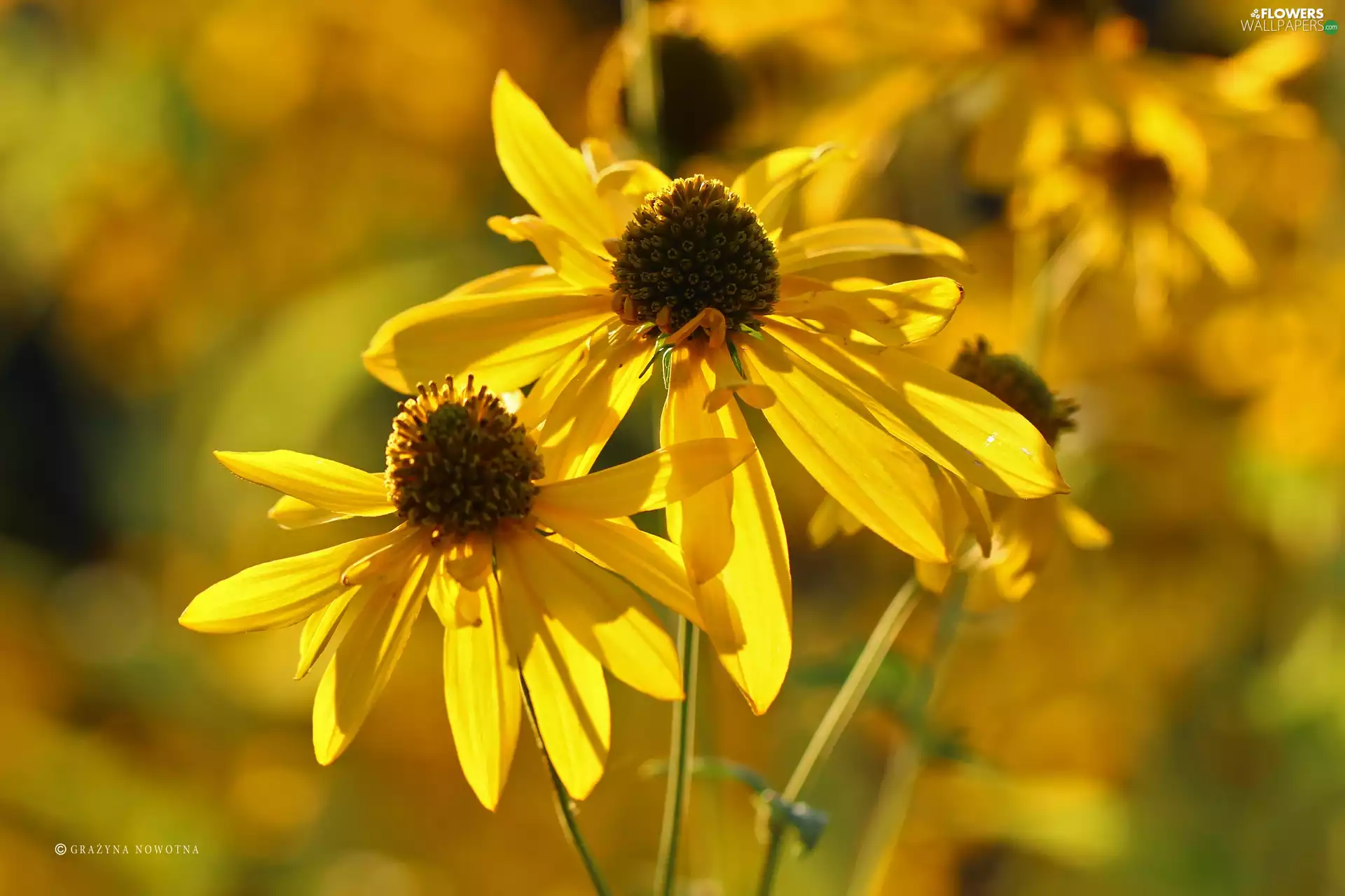 Flowers, echinacea, Yellow