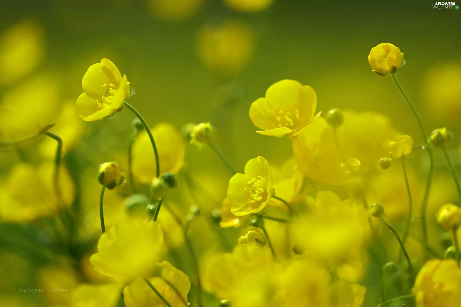 Flowers, glaucoma, Yellow