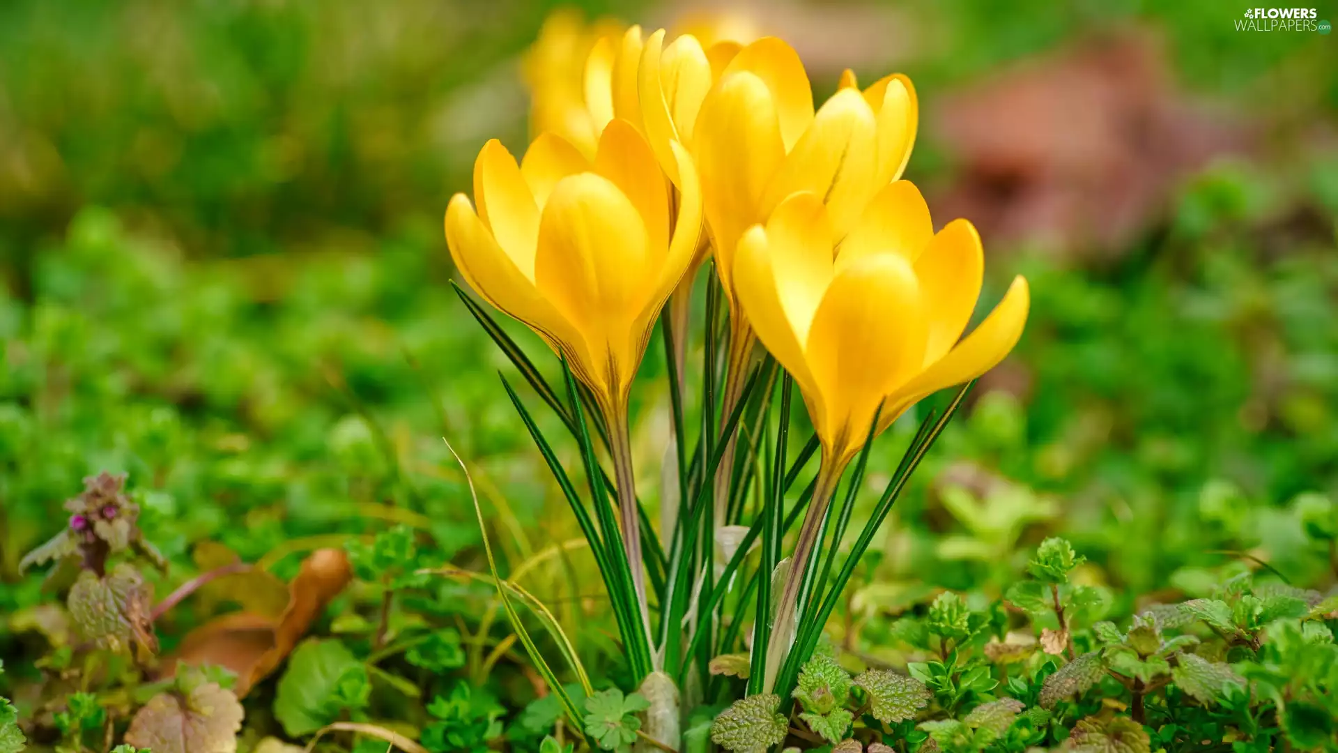 Yellow, crocuses, grass, Flowers