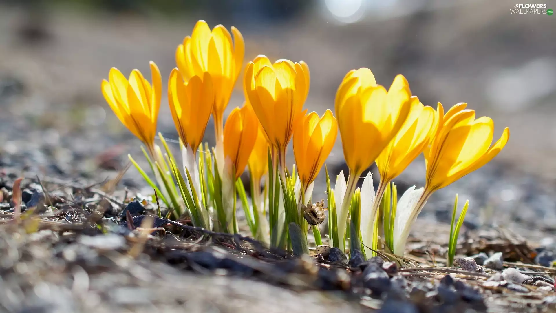 Yellow, crocuses, illuminated, Flowers