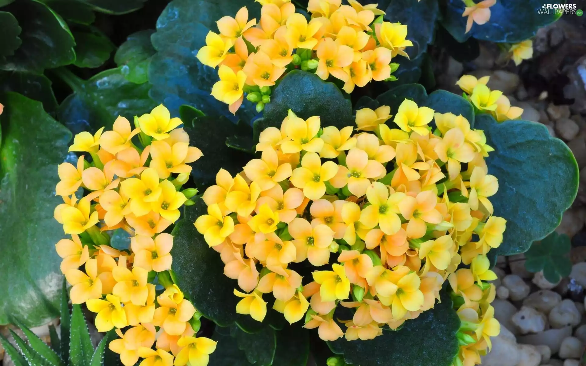 Flowers, Kalanchoe, Yellow