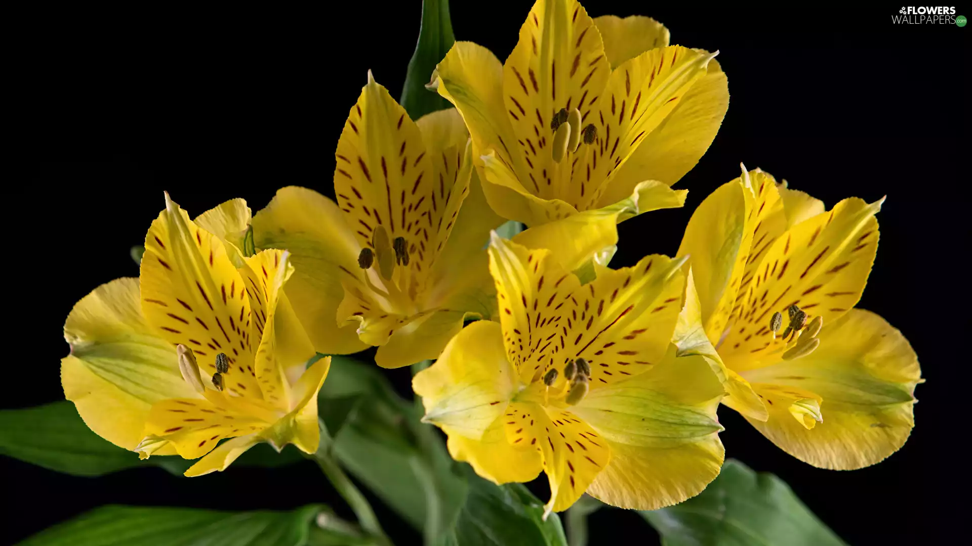 green ones, Leaf, Flowers, Alstroemeria, Yellow