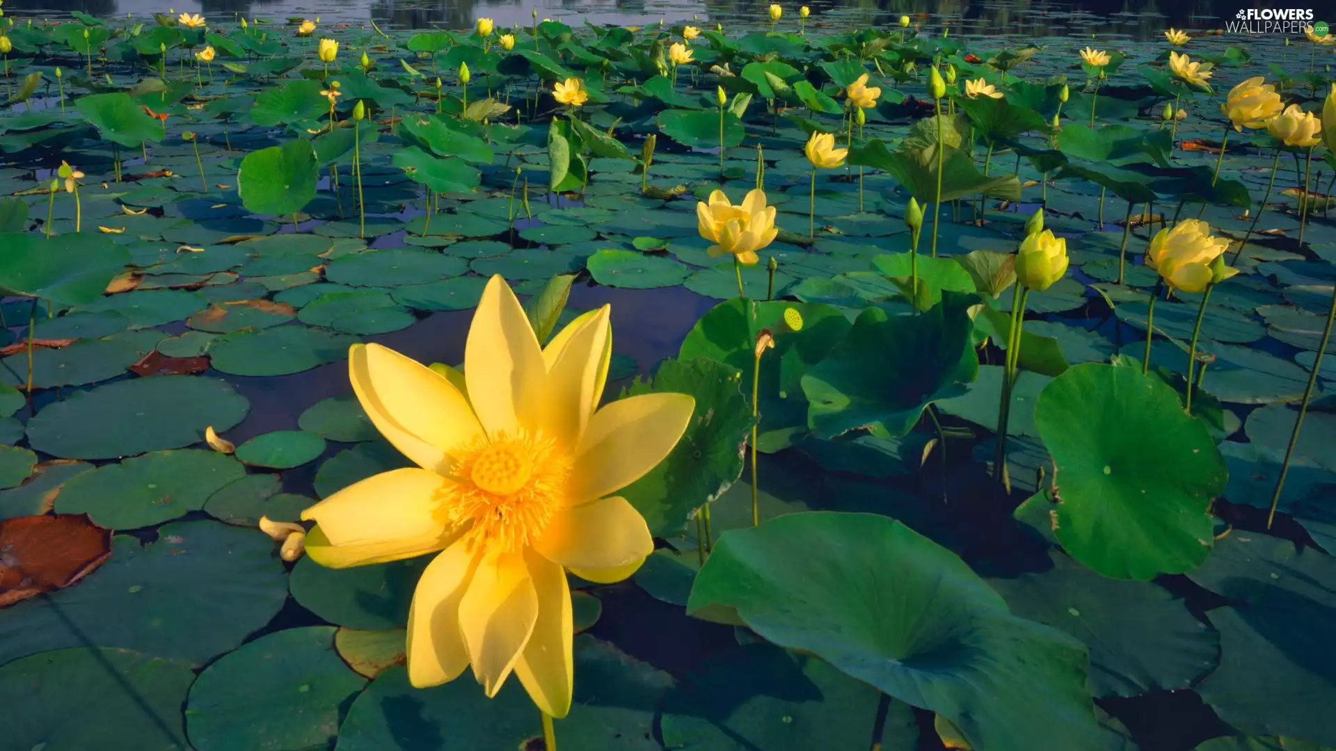 Yellow, lotuses, Leaf, Flowers