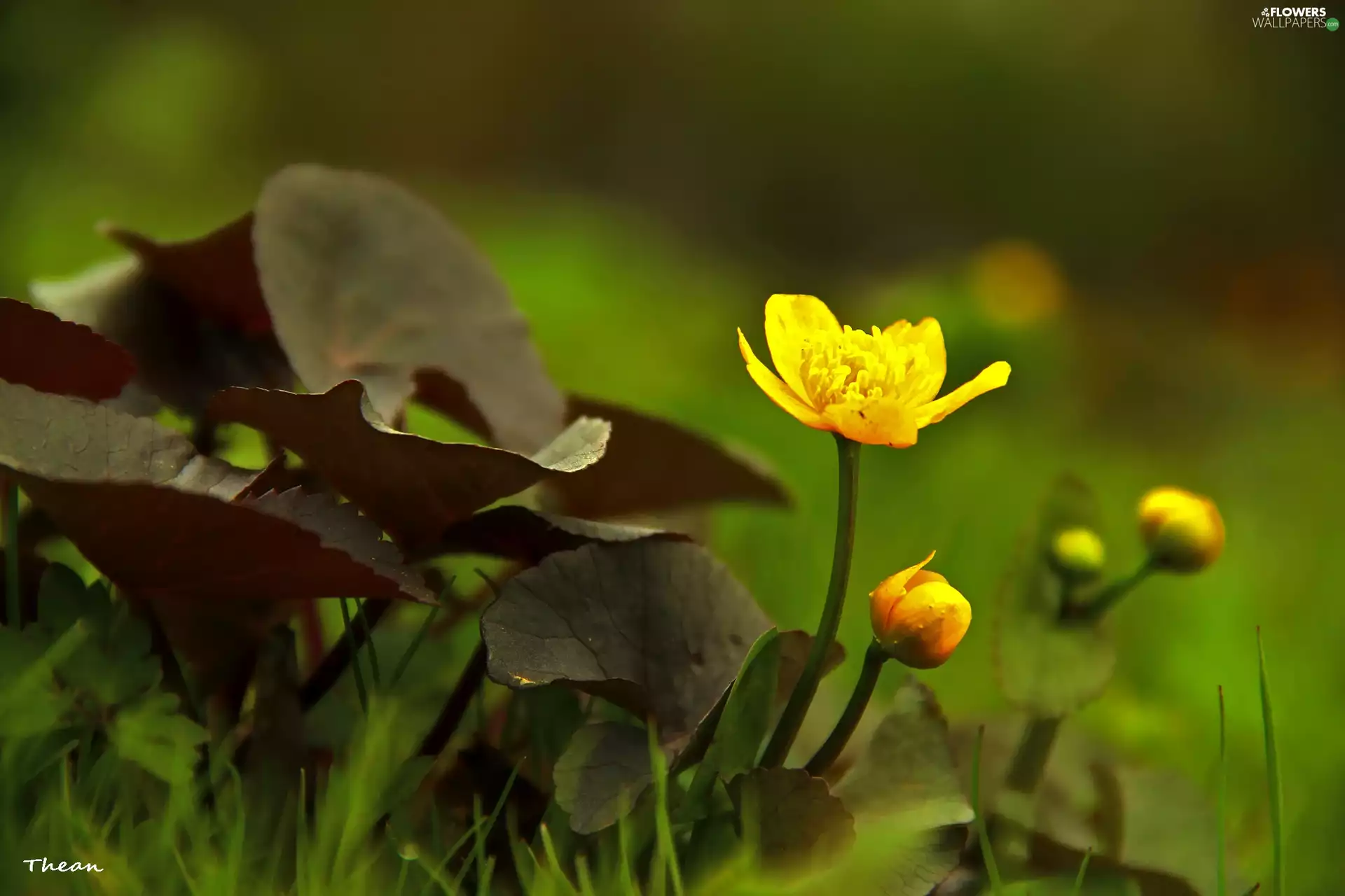 Flowers, marigolds, Yellow