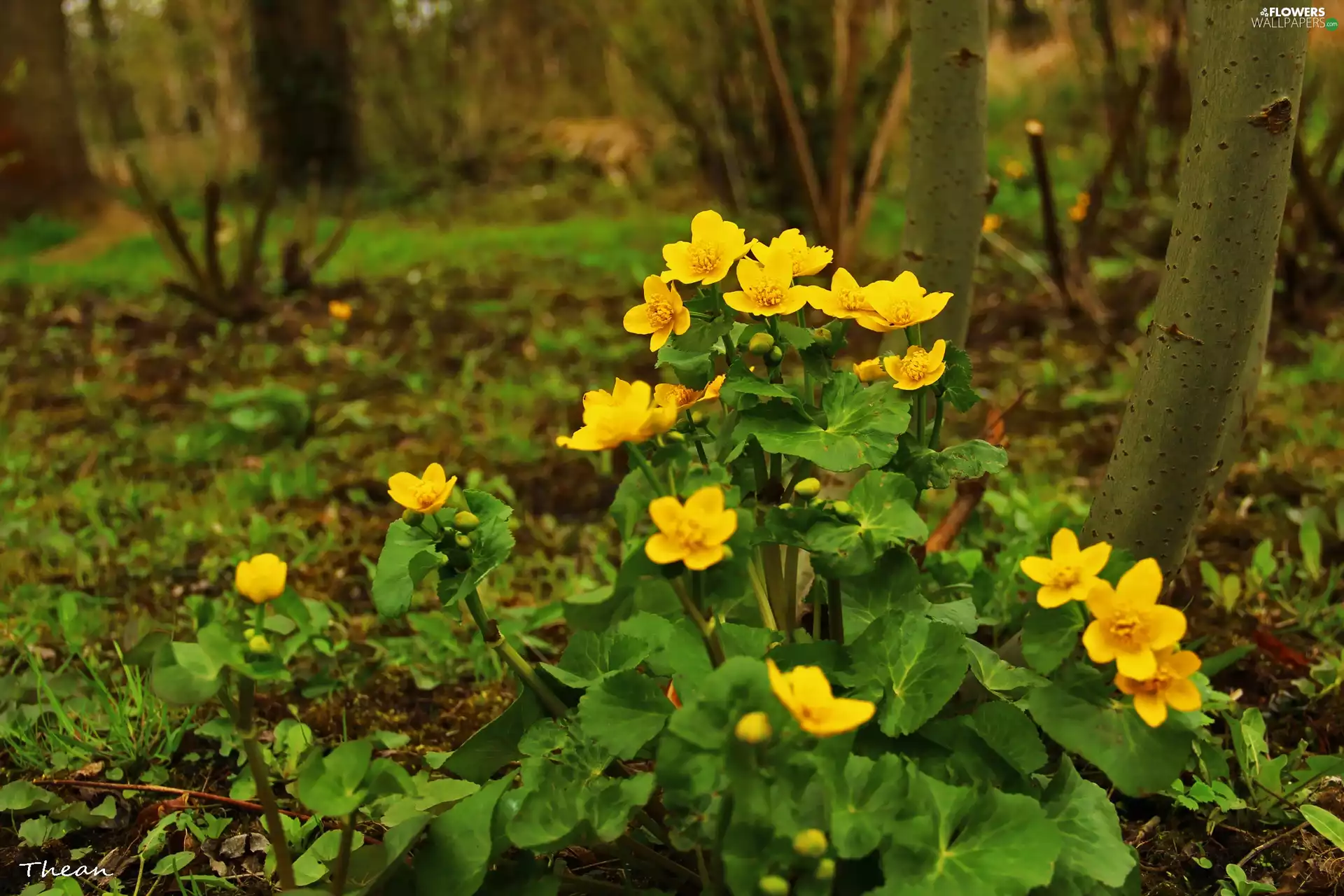 Flowers, marigolds, Yellow