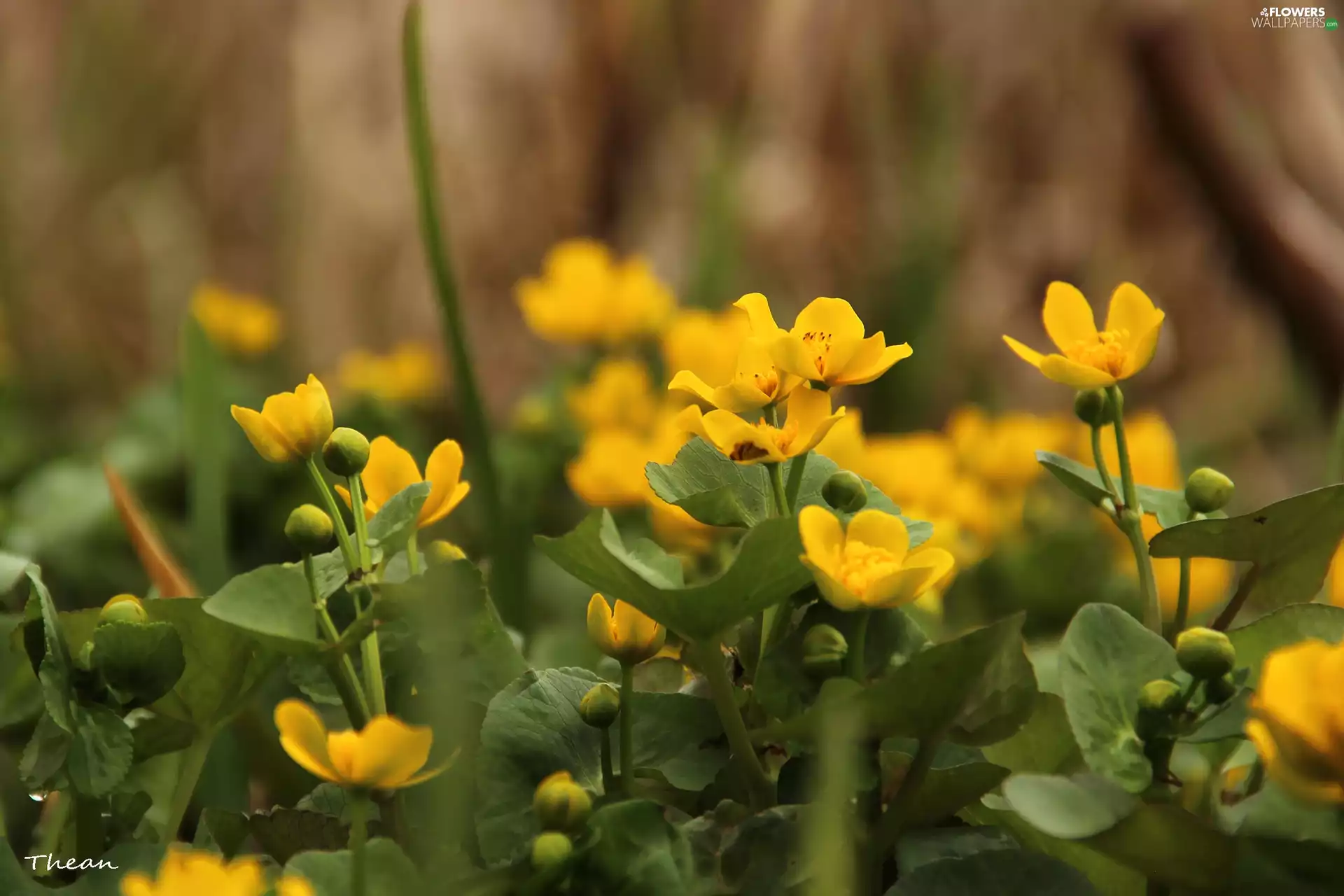 Flowers, marigolds, Yellow