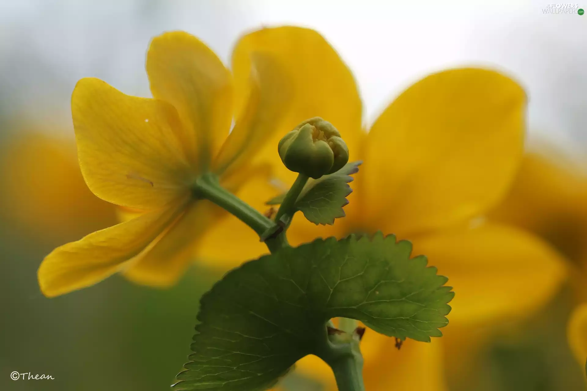Flowers, marigolds, Yellow