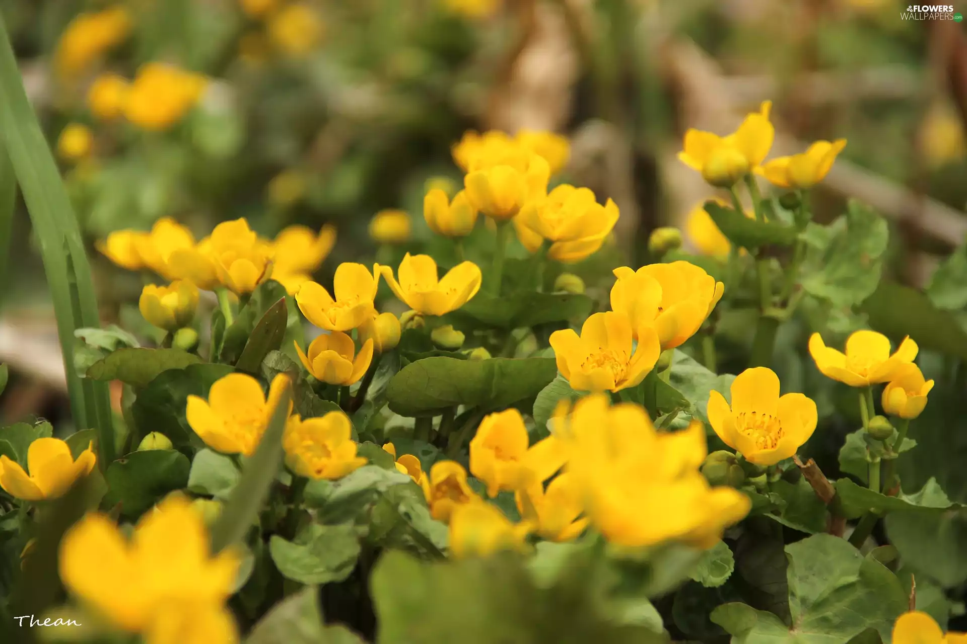 Flowers, marigolds, Yellow