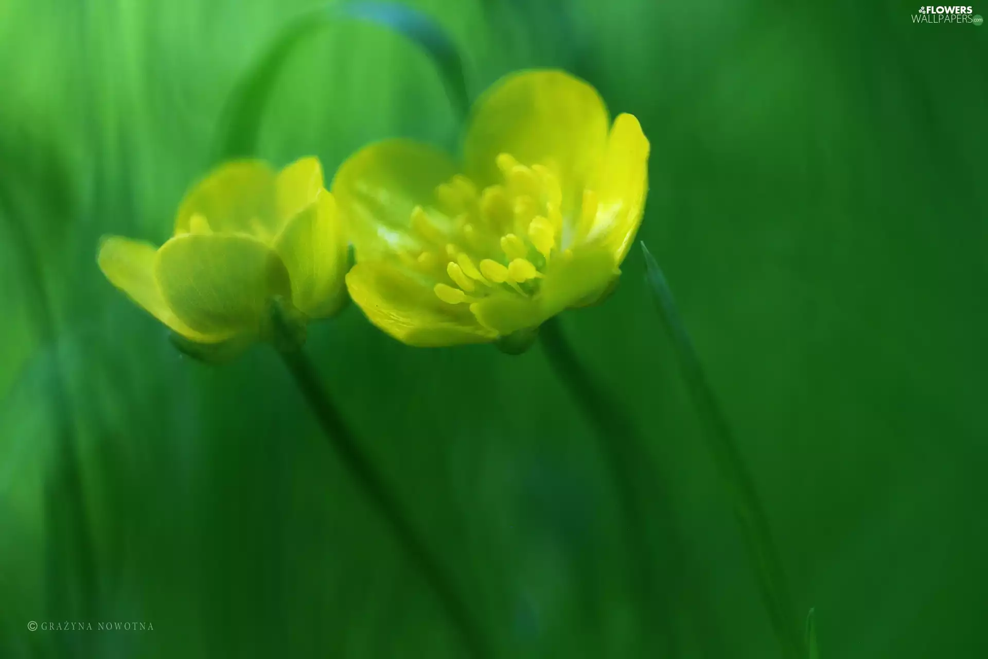 Flowers, marigolds, Yellow