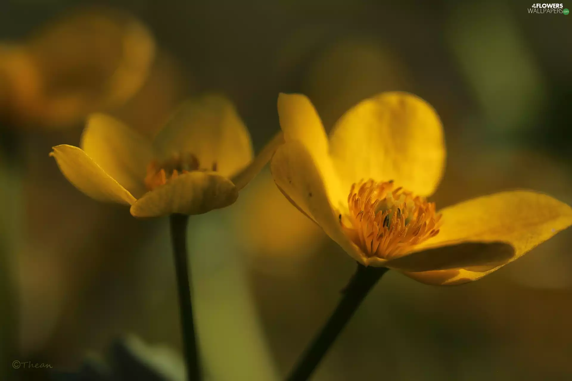 Flowers, marigolds, Yellow