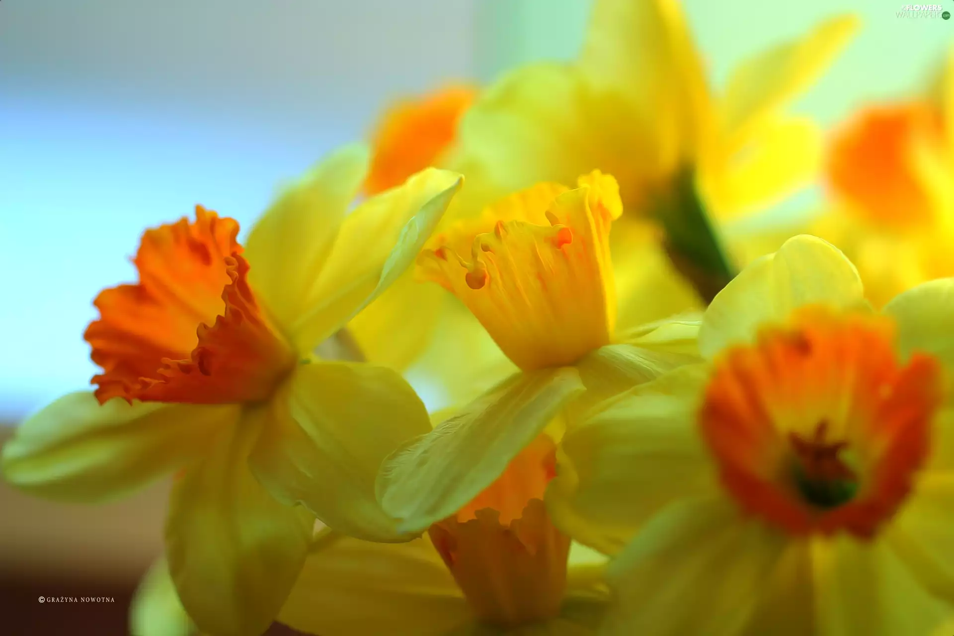 Flowers, narcissus, Yellow