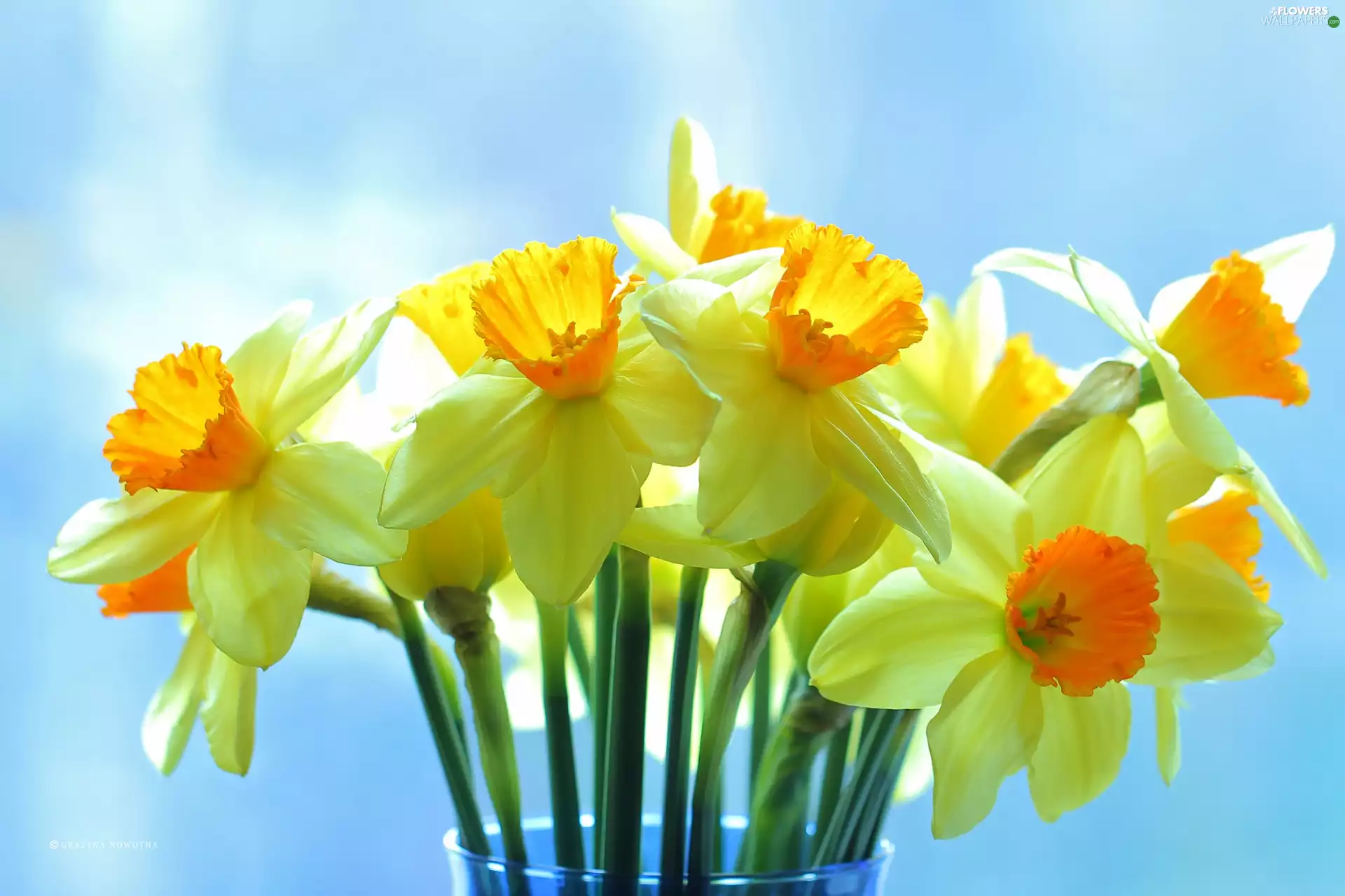 narcissus, Yellow Flowers - Flowers wallpapers: 2560x1707