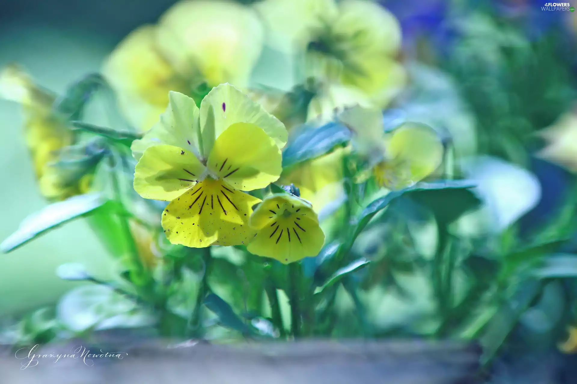 Flowers, pansies, Yellow