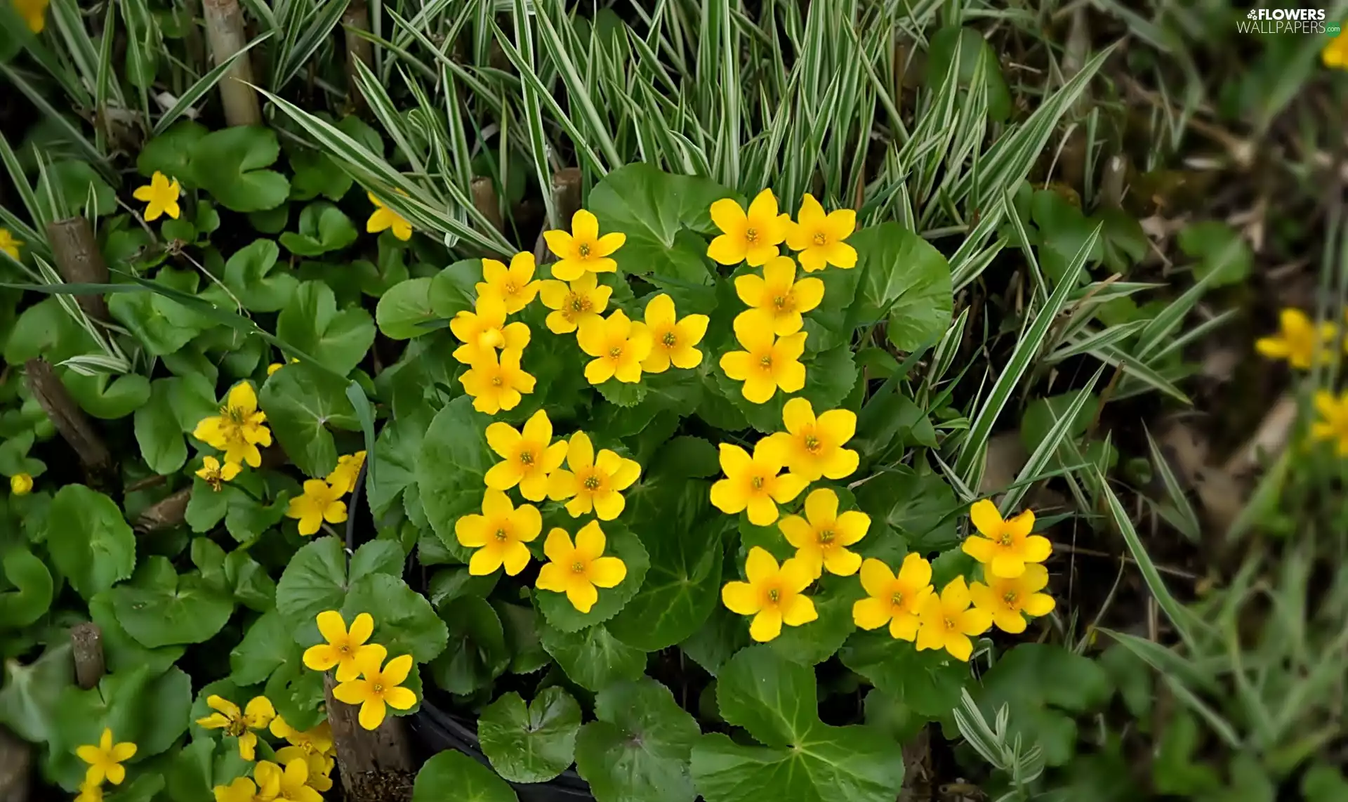 Yellow, marigolds, Plants, Flowers