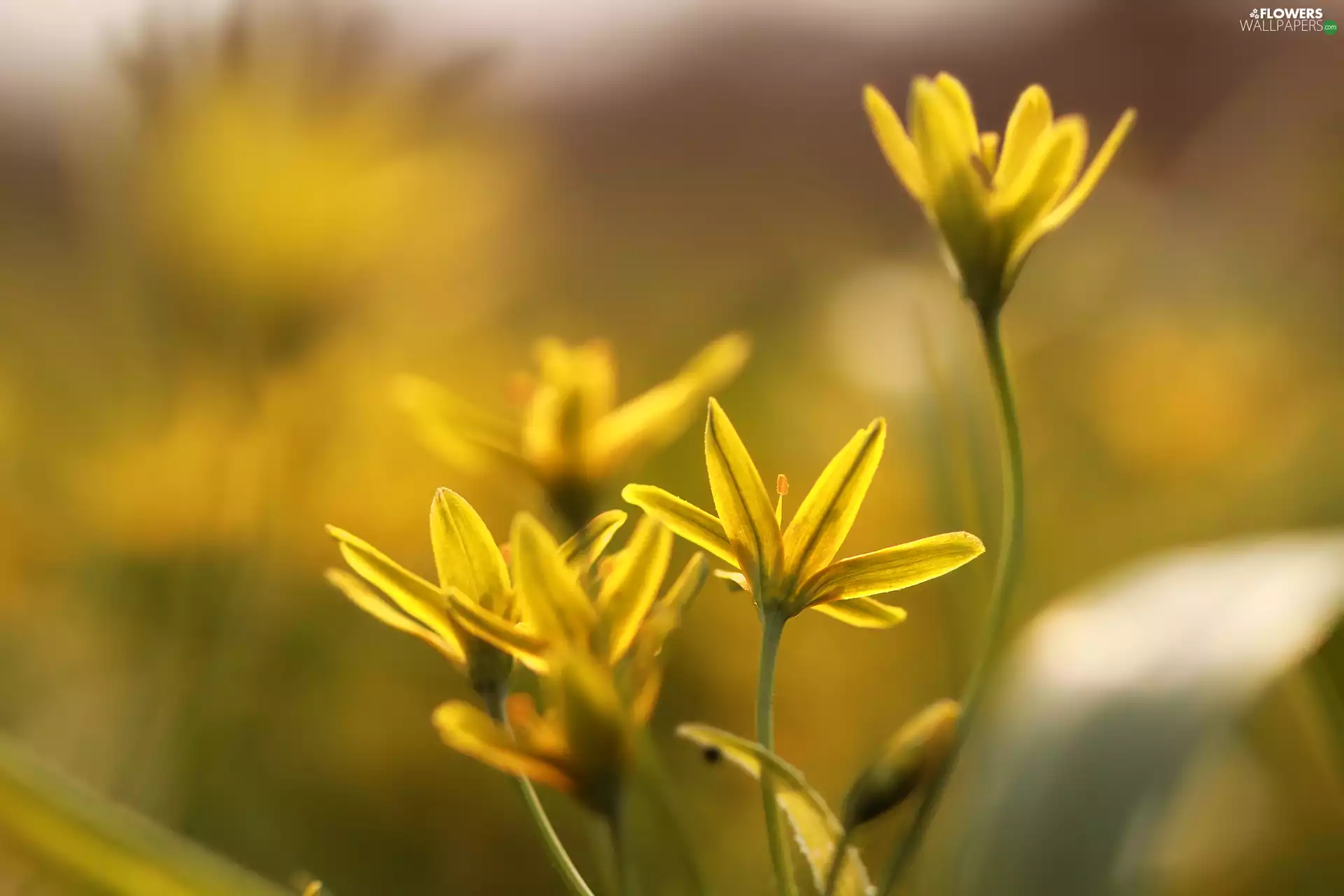 Yellow gold plating, Flowers