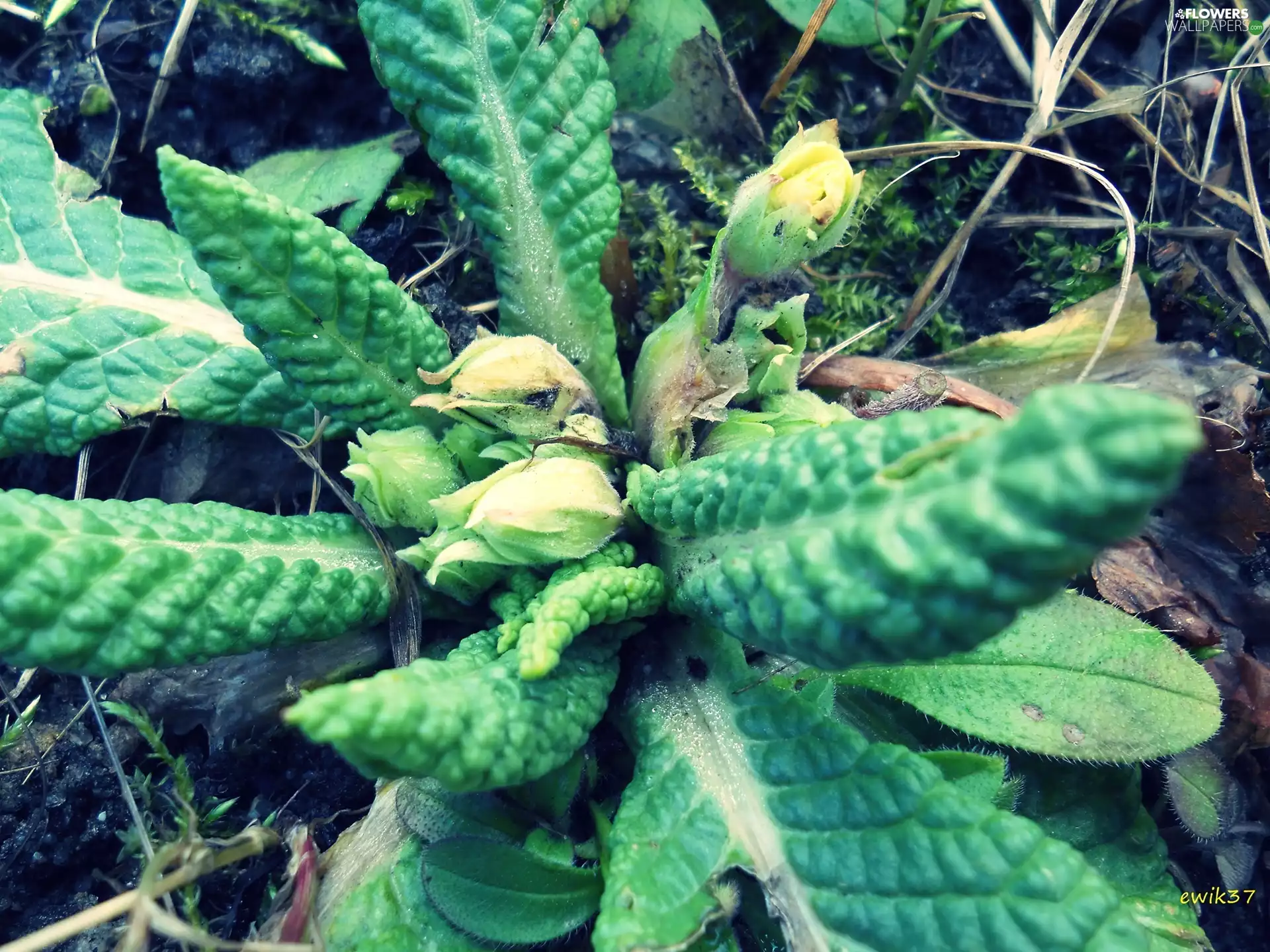Colourfull Flowers, Yellow, donuts, primrose
