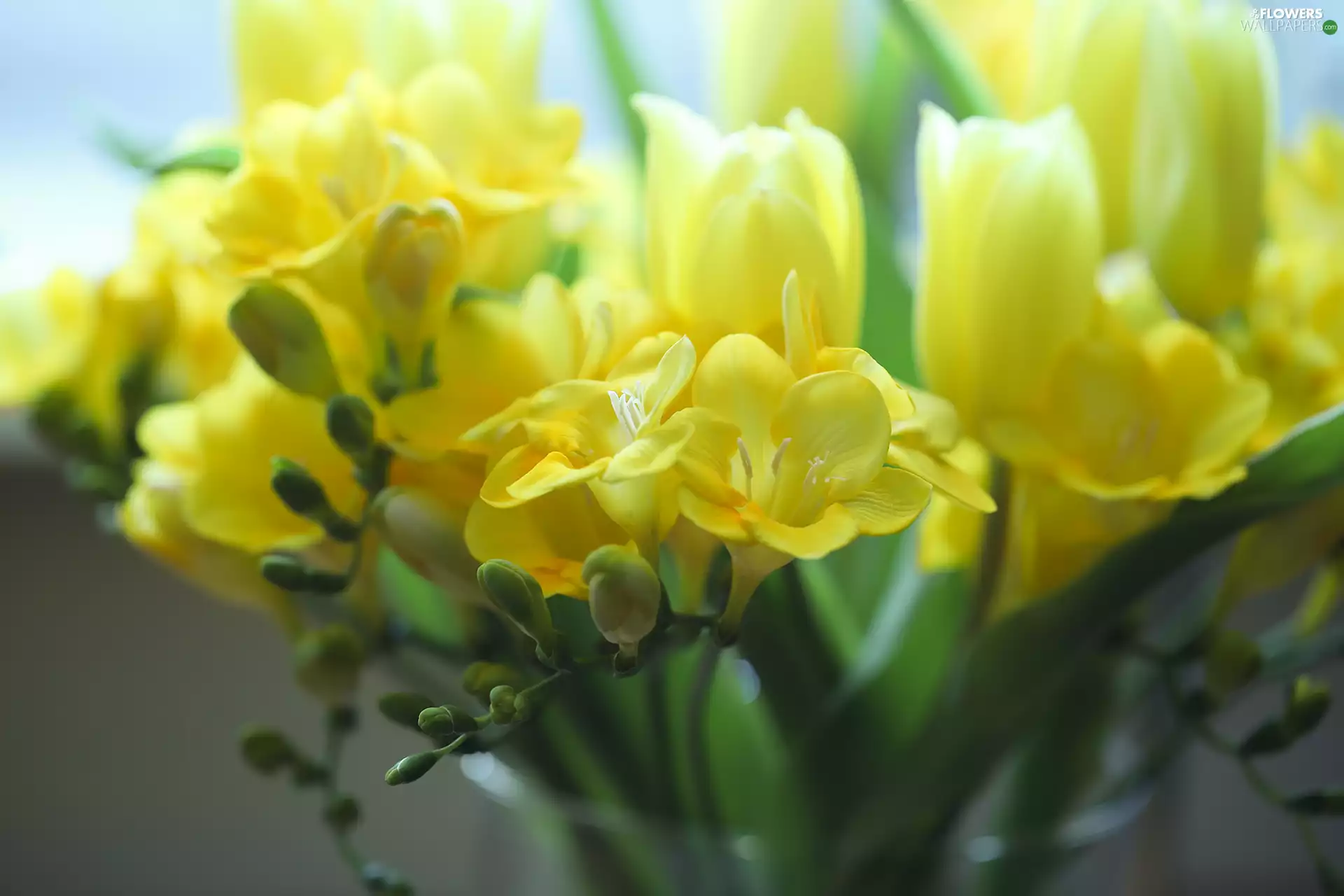 Yellow, Freesias, rapprochement, Flowers