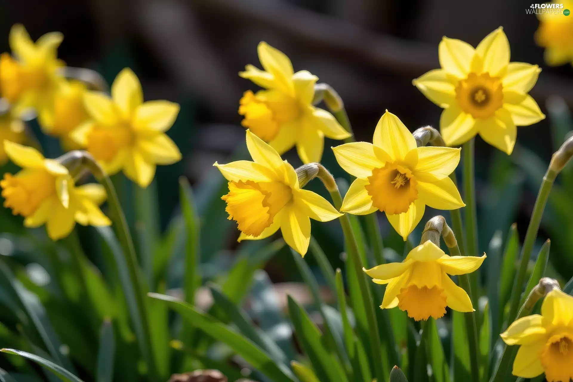 Yellow, Jonquil, rapprochement, Flowers