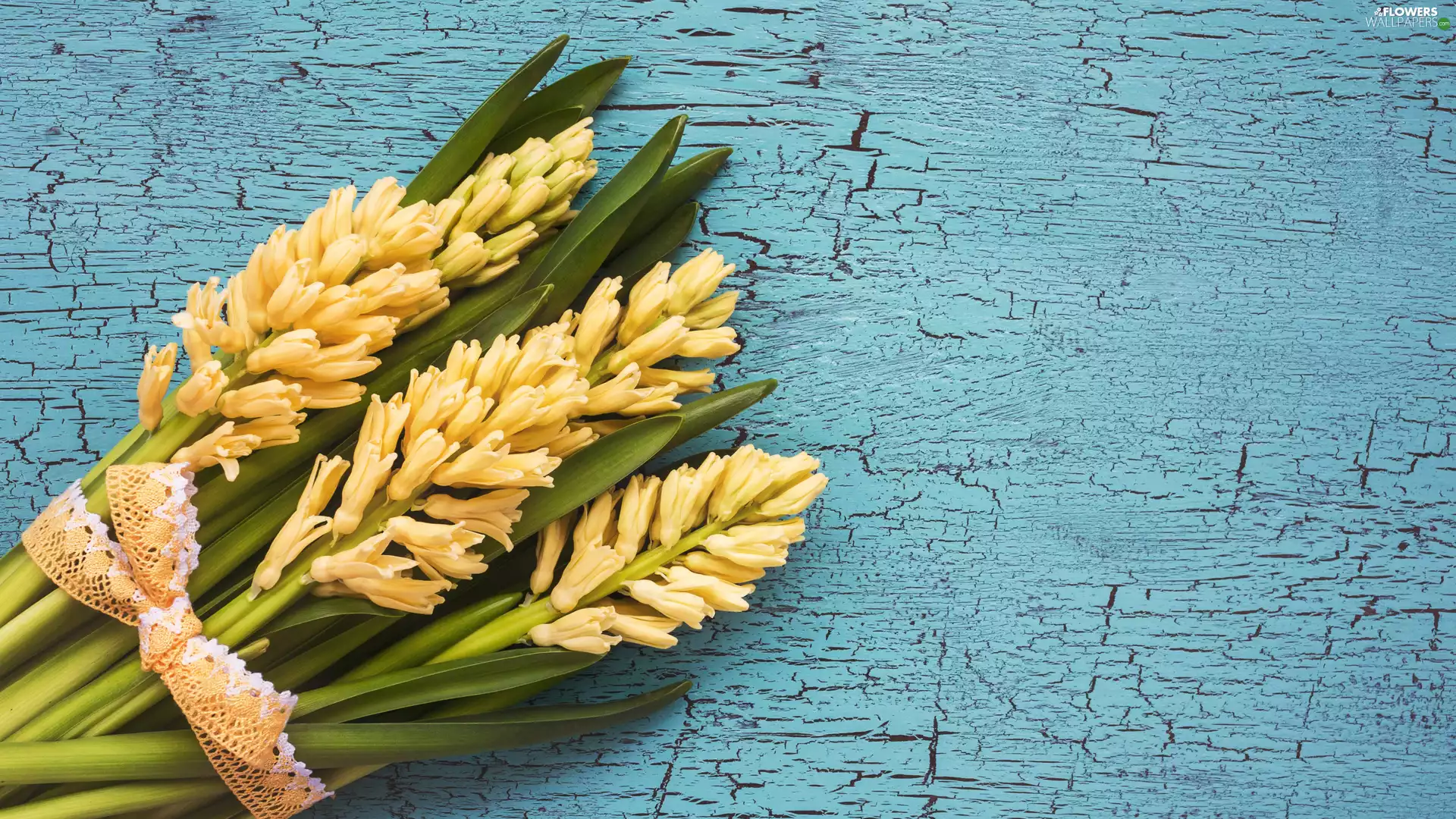 Yellow, Hyacinths, ribbon, Flowers