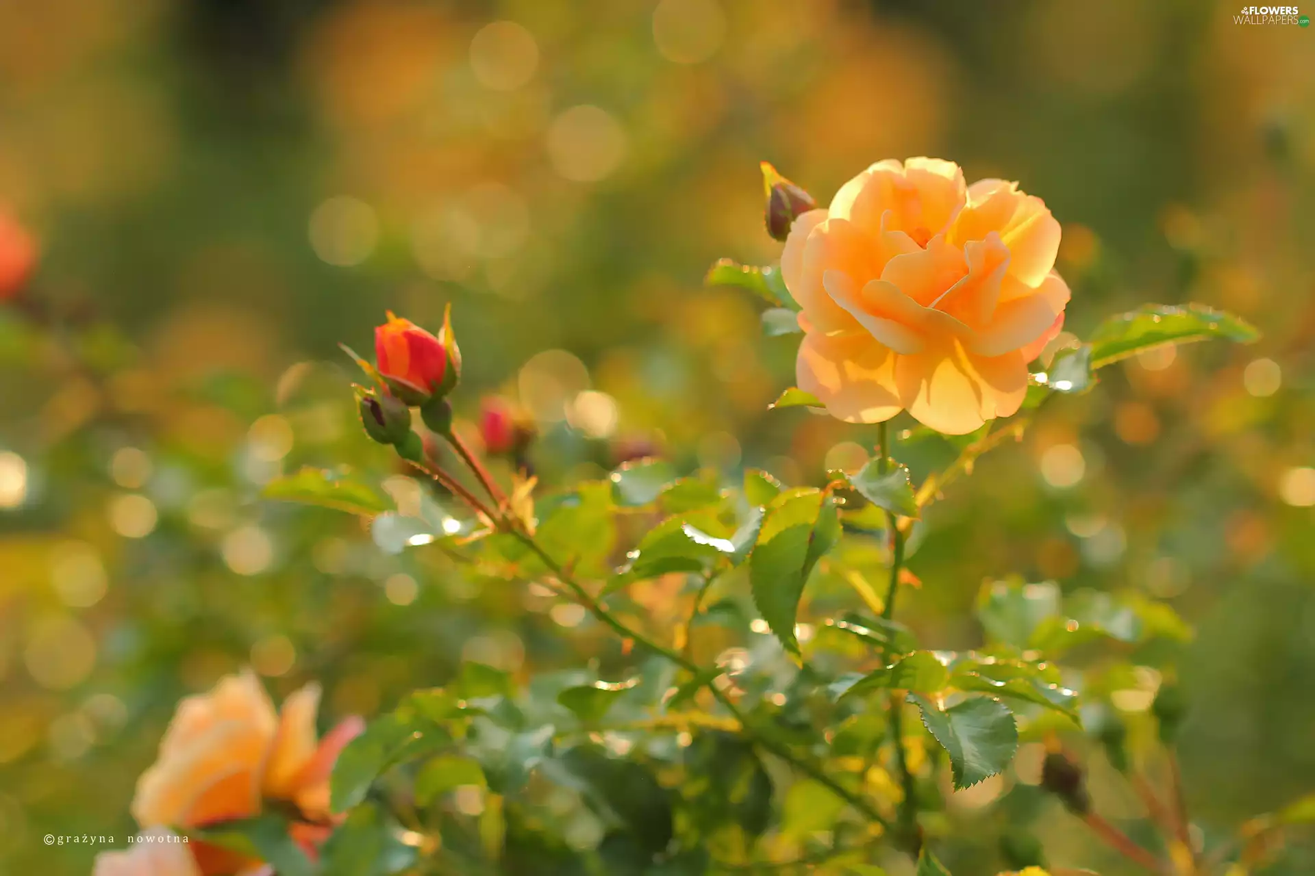 Colourfull Flowers, Yellow Honda, rose