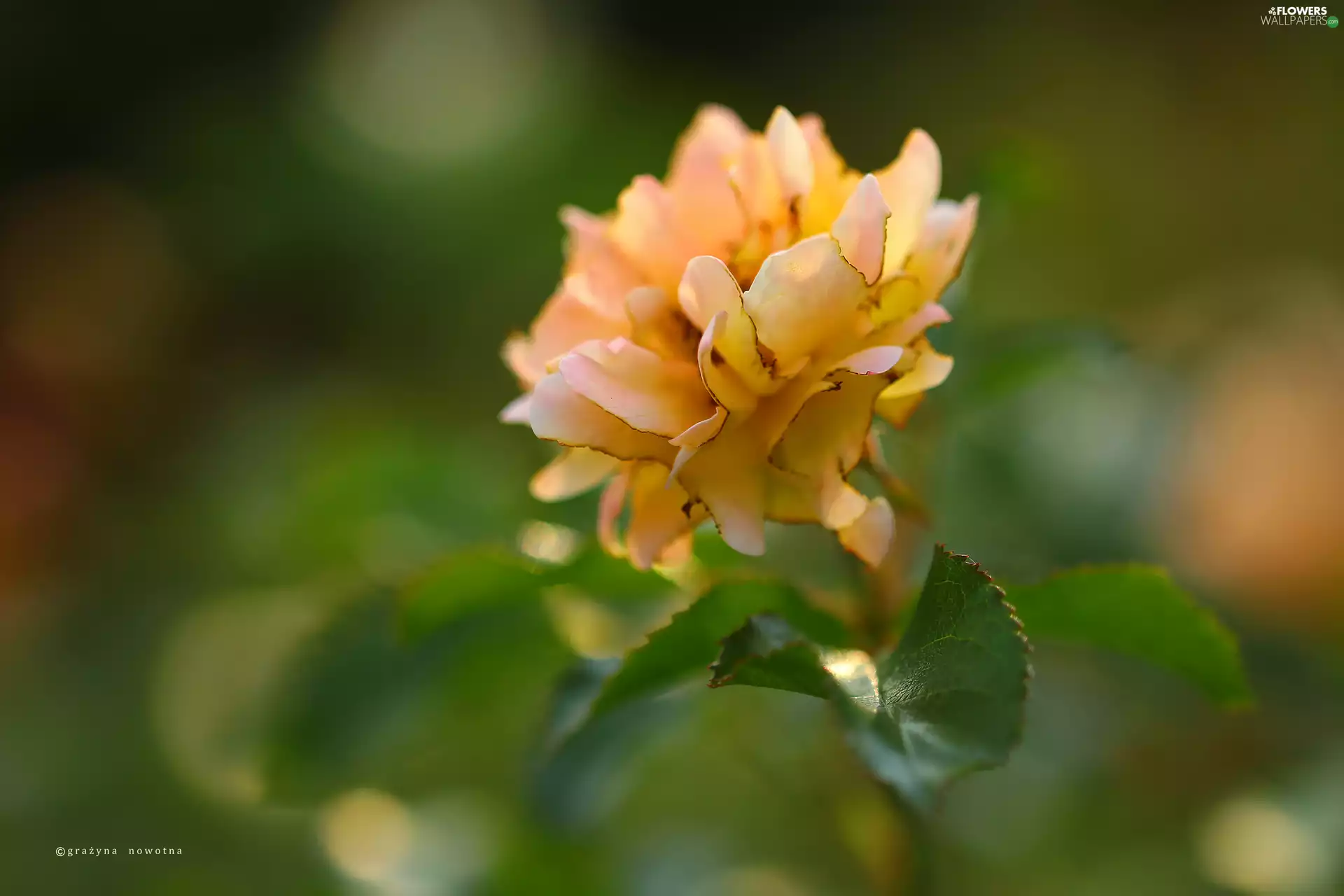 Colourfull Flowers, Yellow Honda, rose
