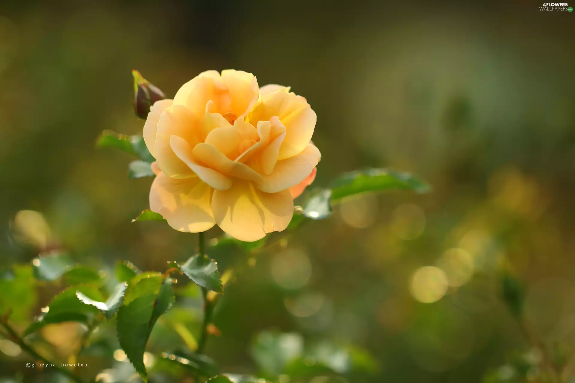 Colourfull Flowers, Yellow Honda, rose