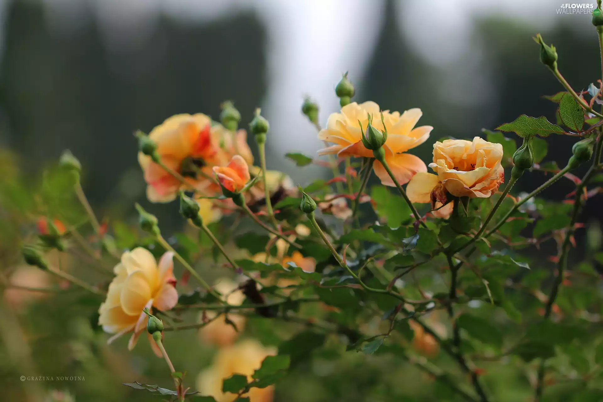 Flowers, roses, Yellow