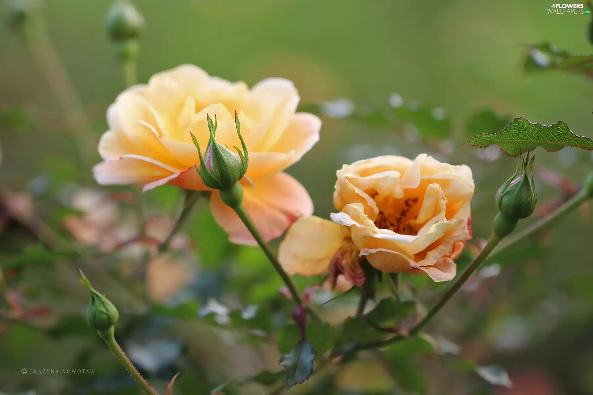 Flowers, roses, Yellow