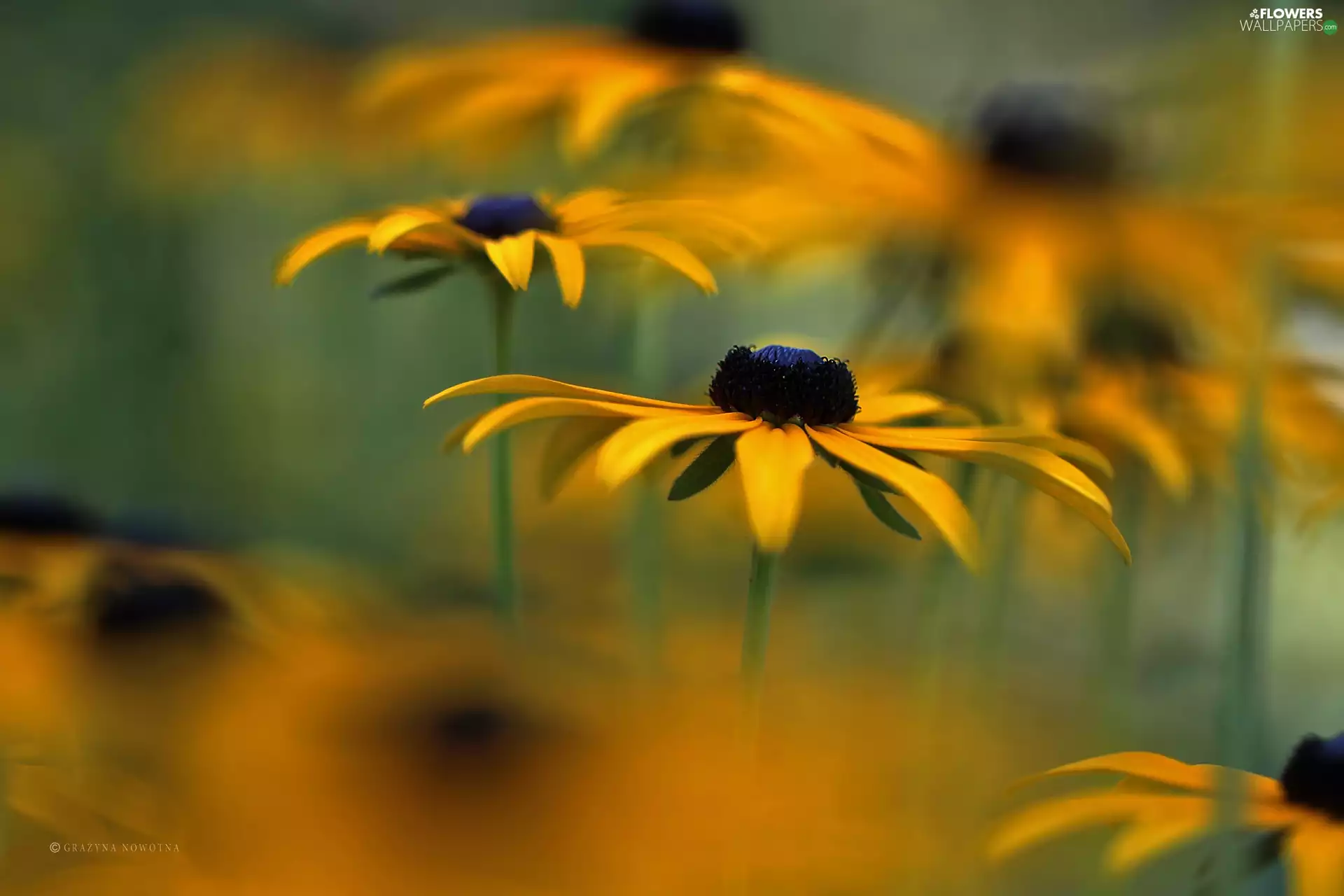 Flowers, Rudbeckia, Yellow