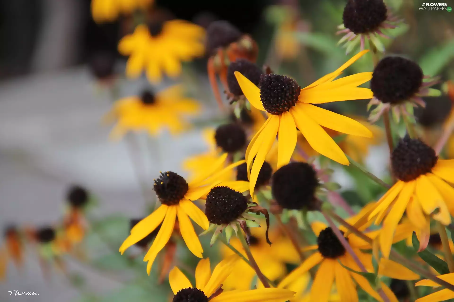Flowers, Rudbeckia, Yellow