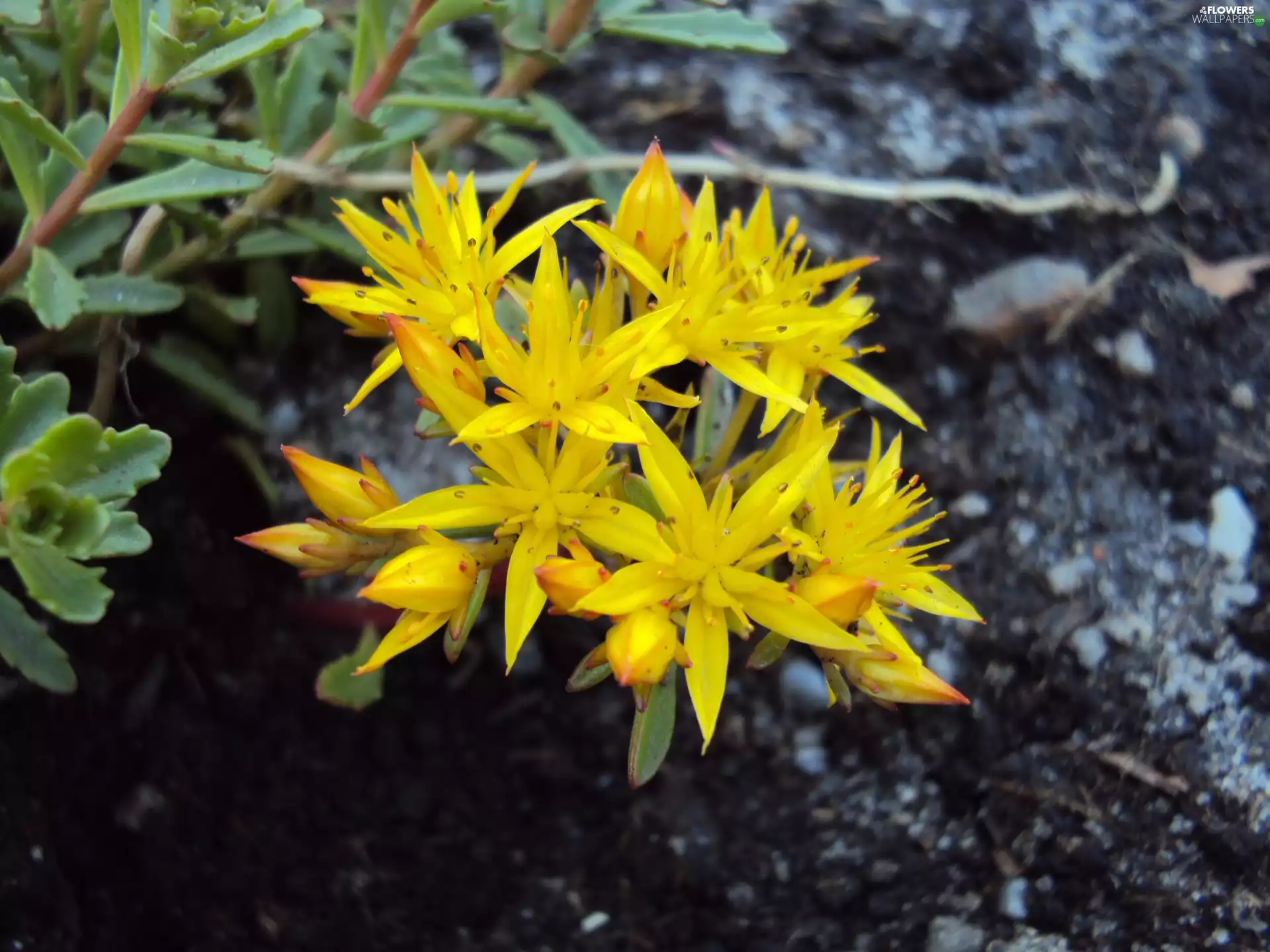 Flowers, Sempervivum, Yellow